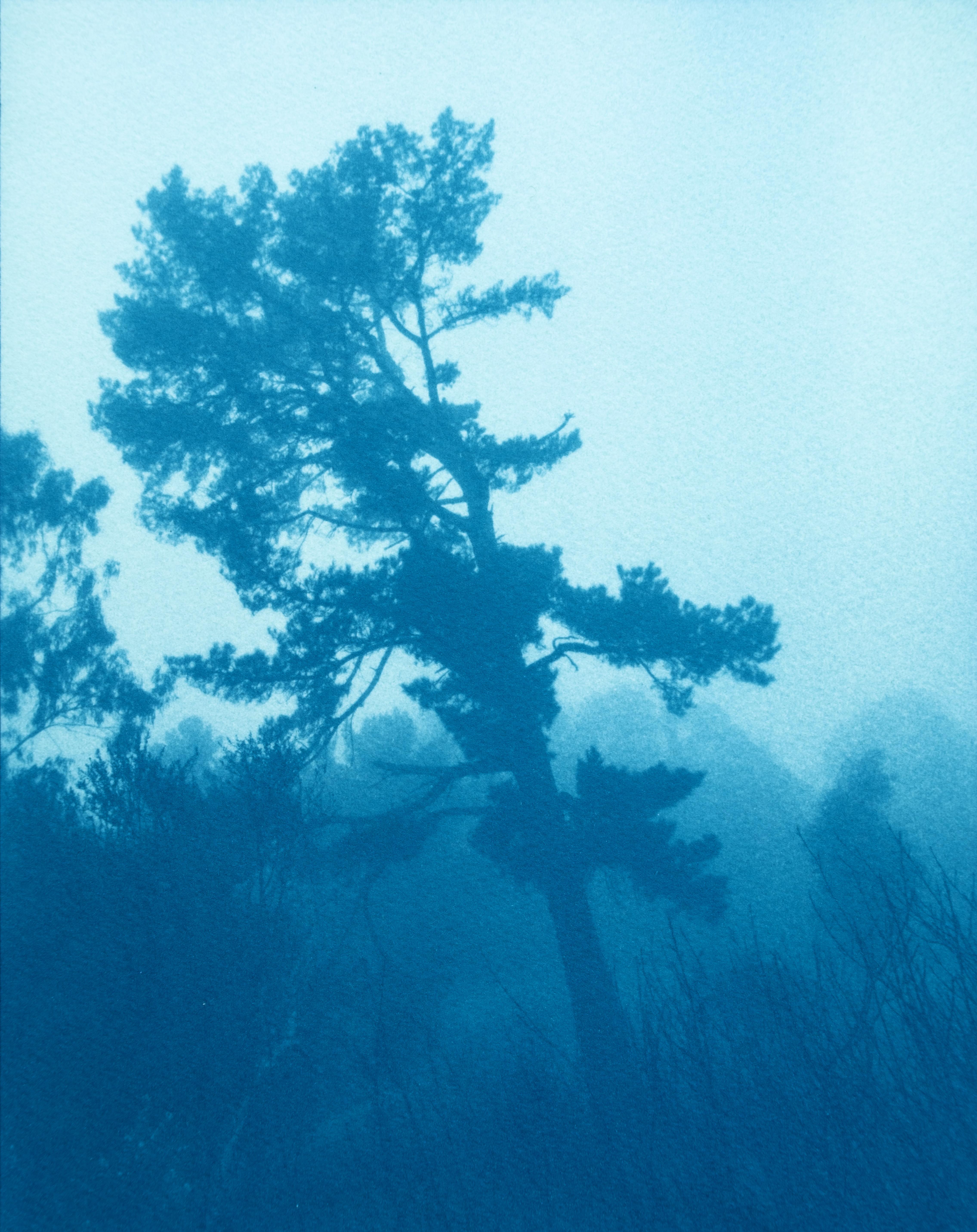 Having Weathered the Storm, cyanotype, 8.5 x 11 in., ed. 1/3, Landscape