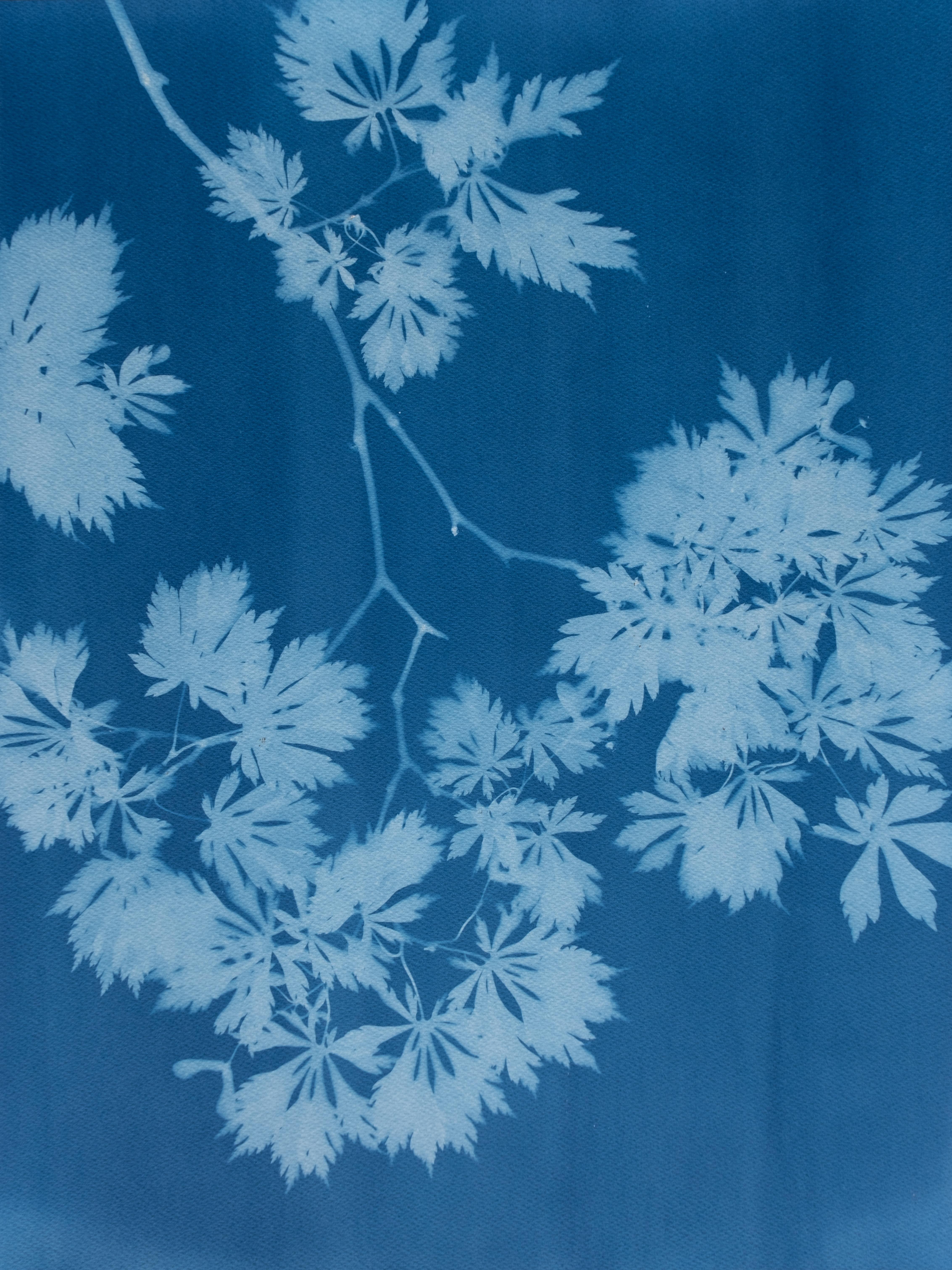 Indigofarbenes Ahorn Triptychon (3 gerahmte Original-Cyanotypien: insgesamt 31 x 78