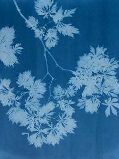 Indigo Maple Triptych (3 original cyanotypes: total 24 x 54" wide)