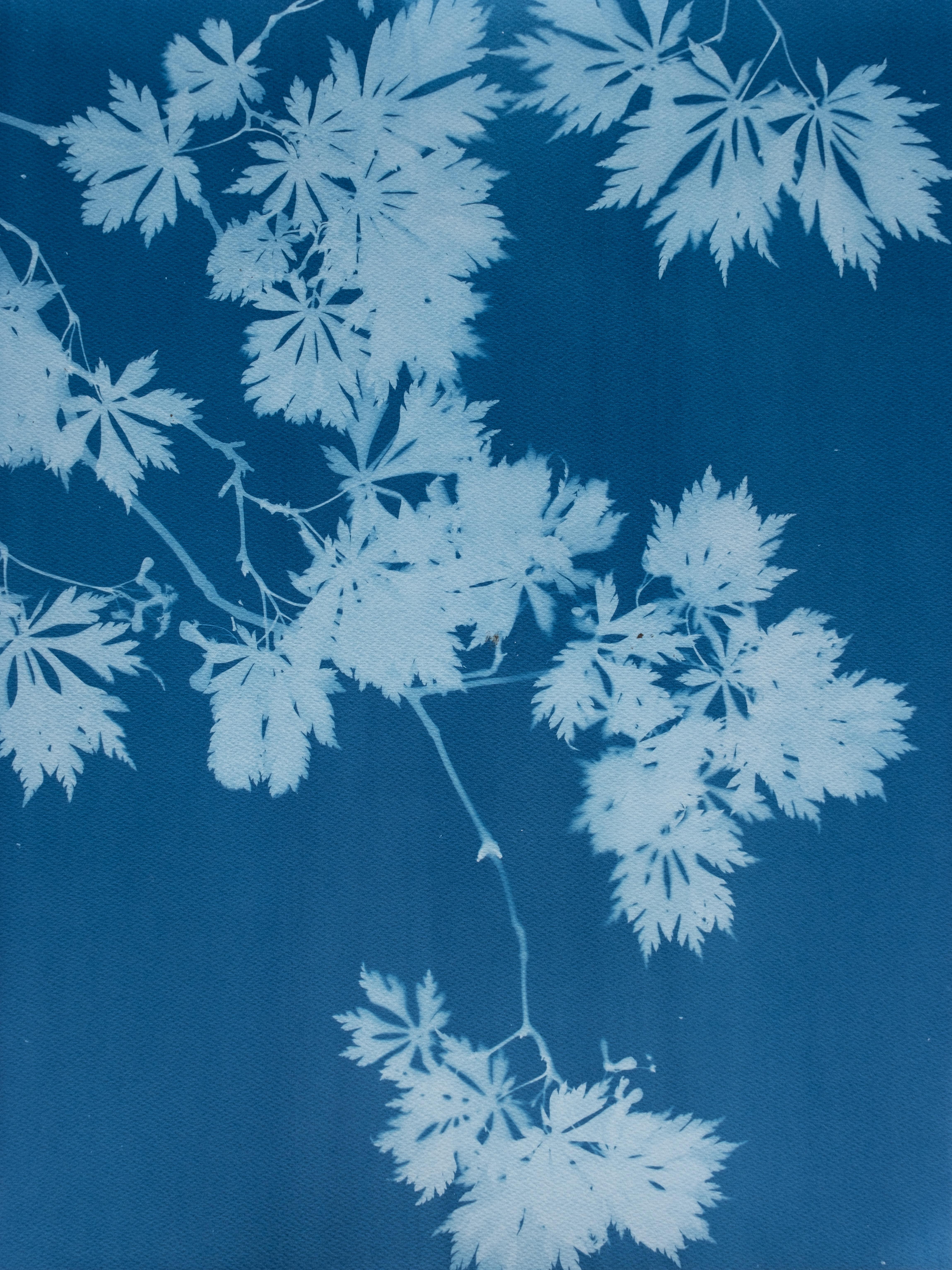 Indigo Maple Triptych (3 hand-printed botanical cyanotypes, 24 x 18 in. each) - Minimalist Photograph by Christine So