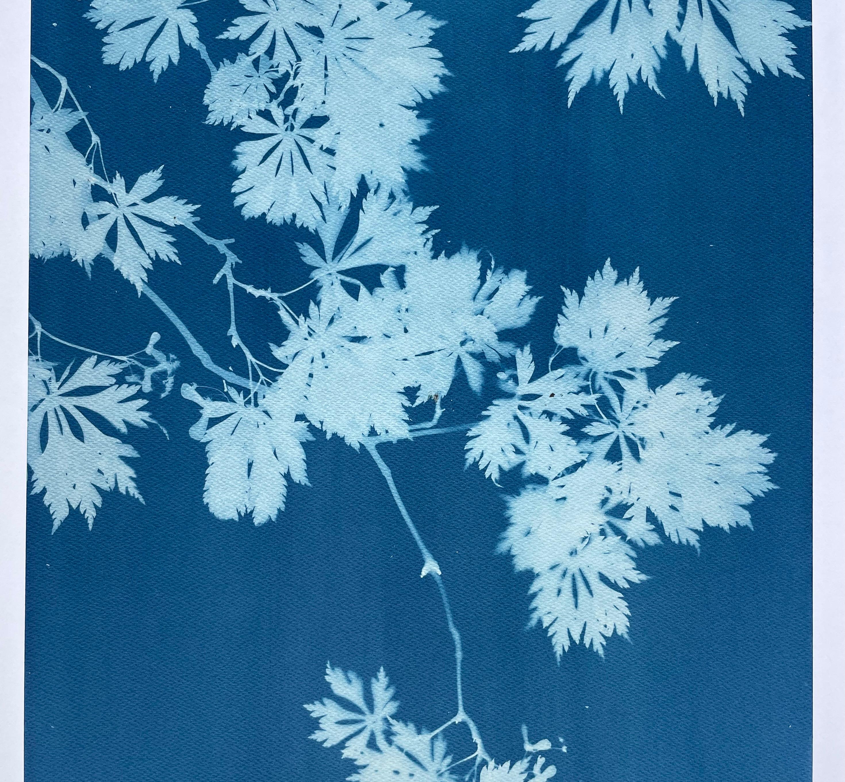 Indigo Maple Triptych (3 hand-printed botanical cyanotypes, 24 x 18 in. each) For Sale 1