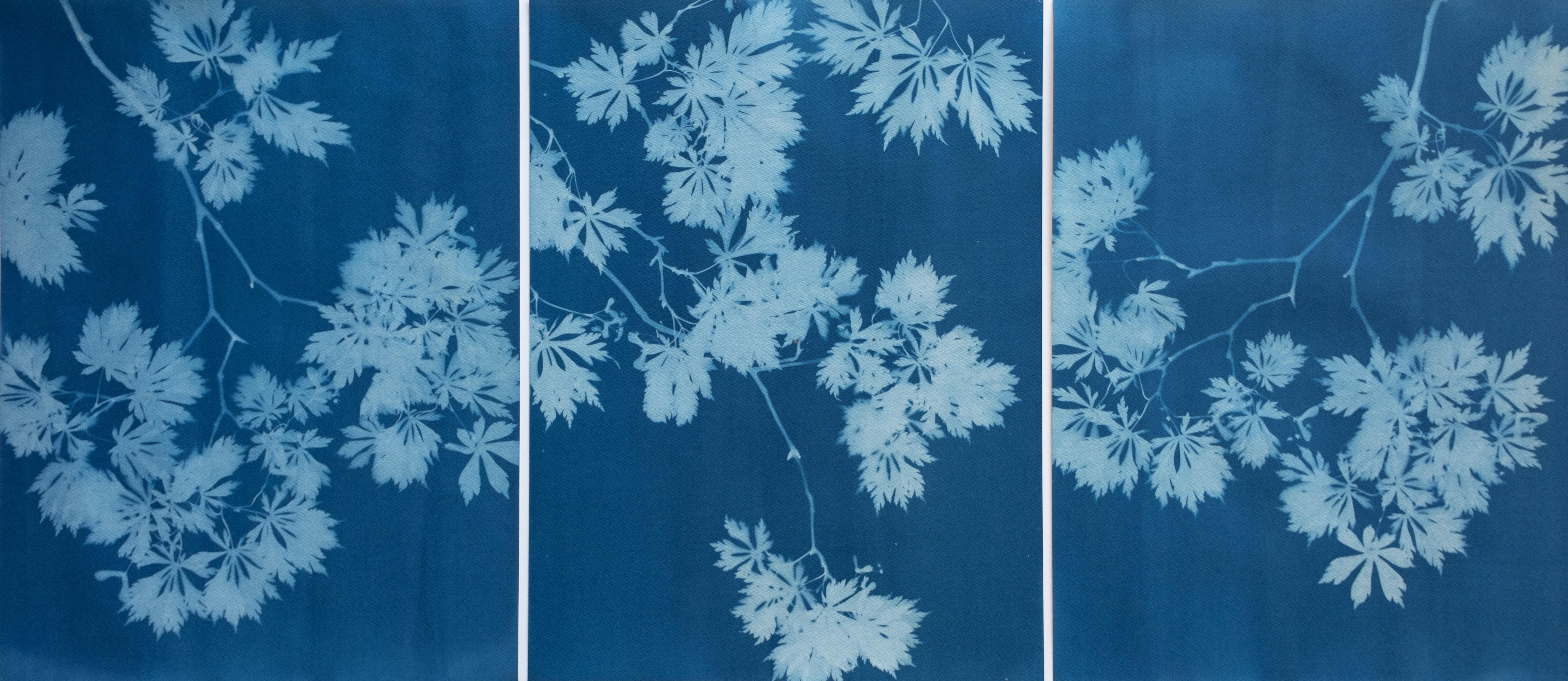 Christine So Landscape Photograph - Indigo Maple Triptych (3 hand-printed botanical cyanotypes, 24 x 18 in. each)