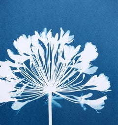 Agapanto di luglio (cianotipia, 24 x 18 pollici)