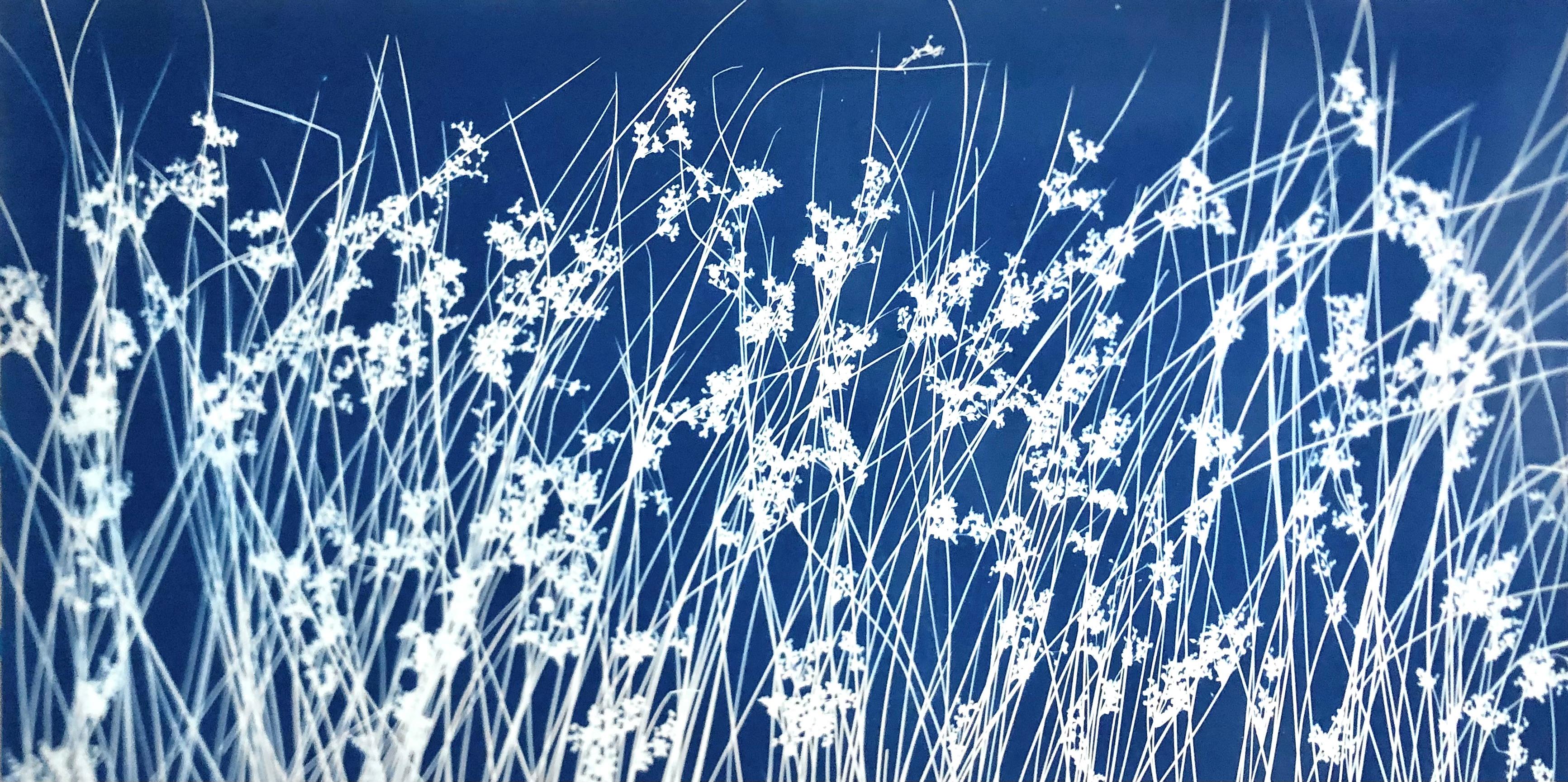 June Breeze (hand-printed botanical cyanotype, 18 x 36 inches)