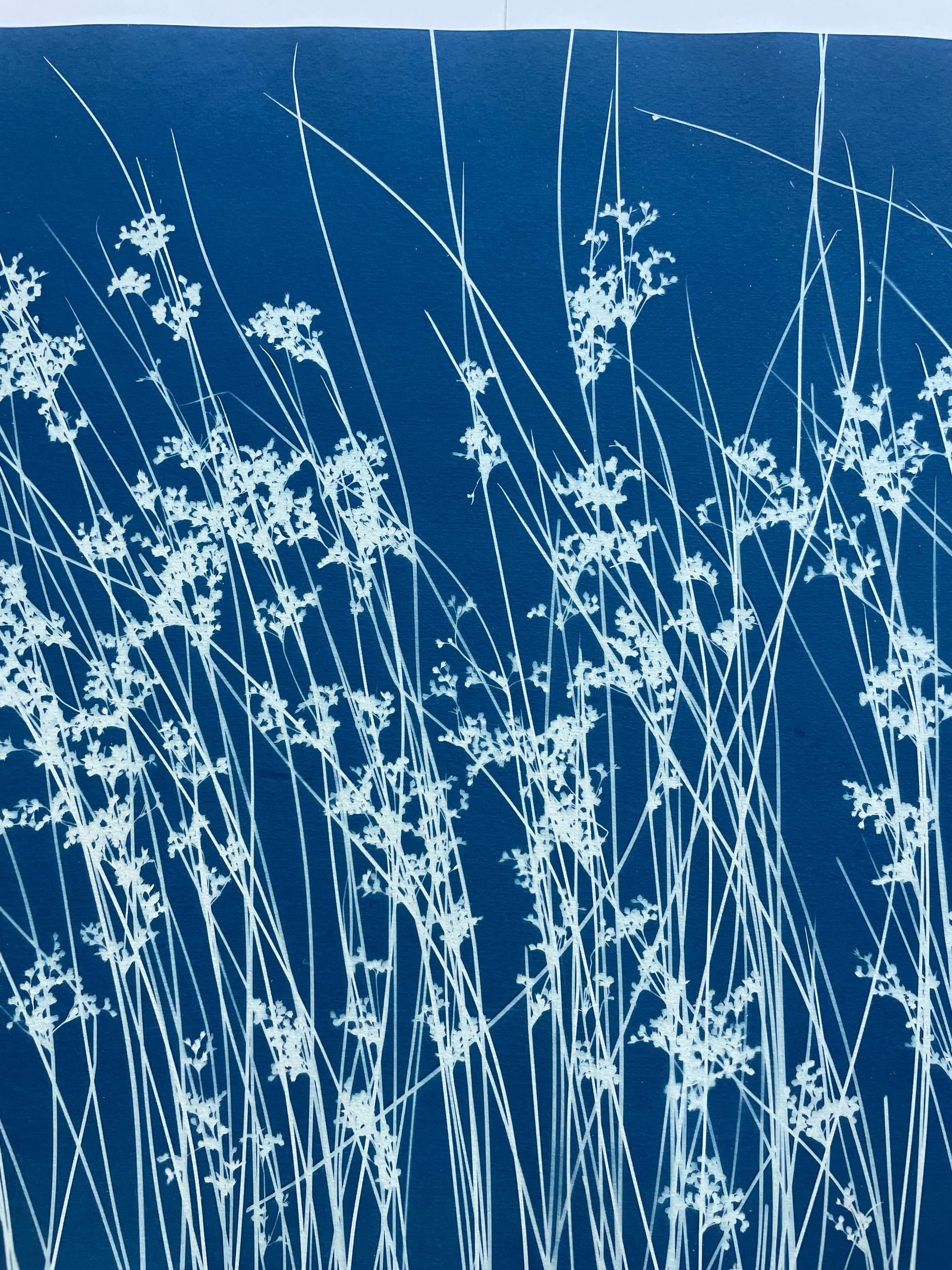 Hierba silvestre de junio (cianotipia botánica impresa a mano, 18 x 36 pulgadas) en venta 6