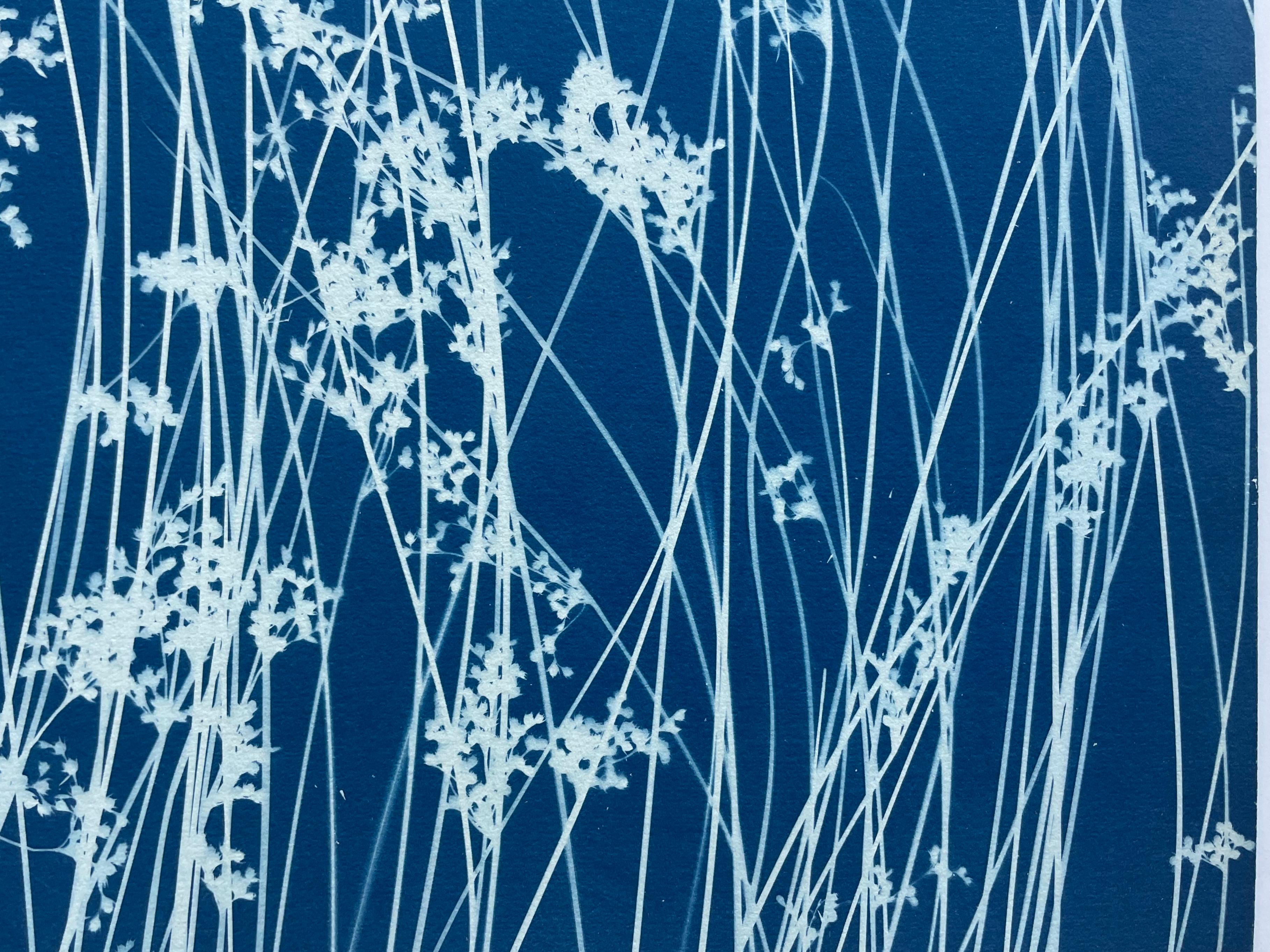 Hierba silvestre de junio (cianotipia botánica impresa a mano, 18 x 36 pulgadas) en venta 8