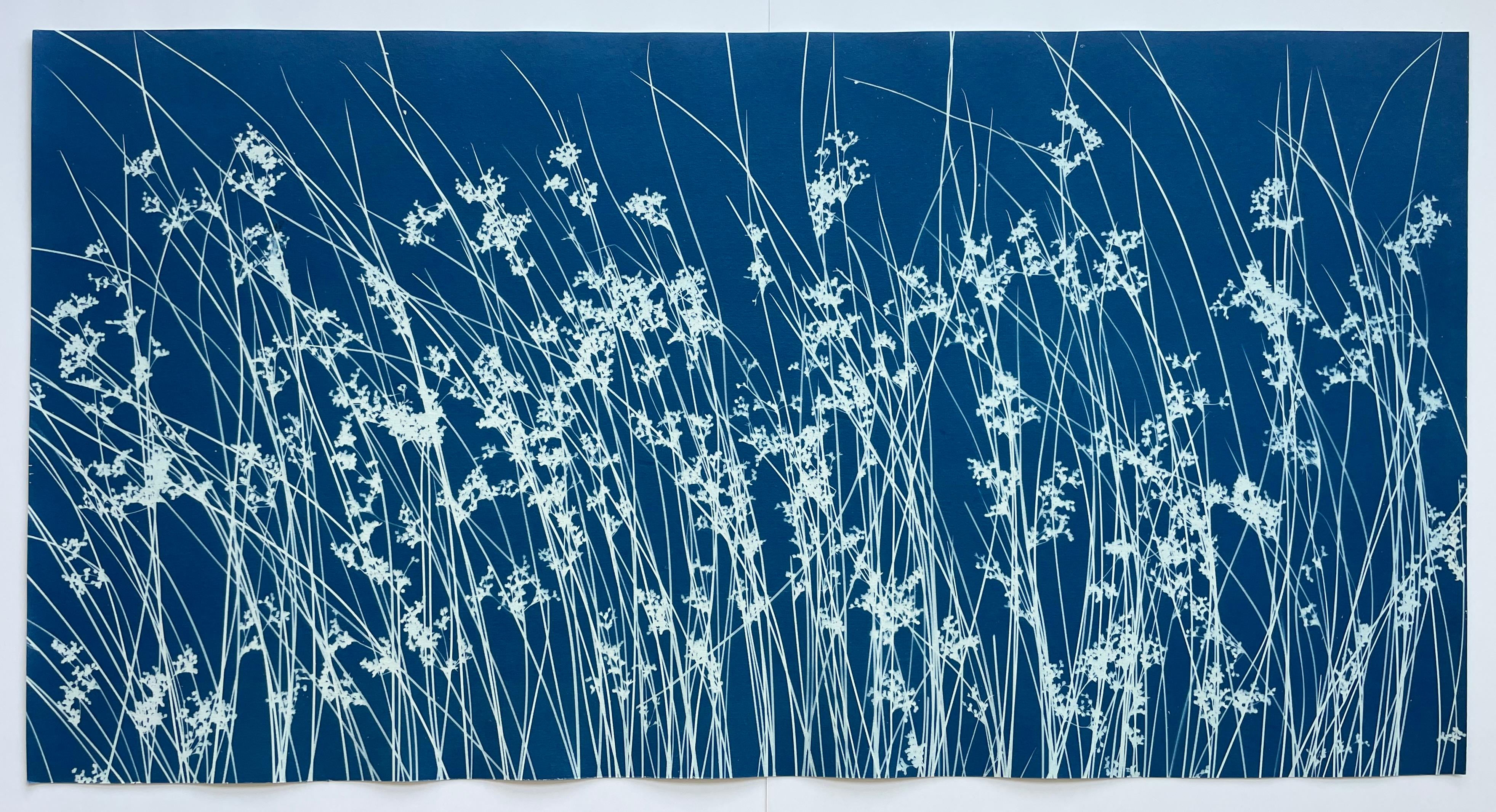 Hierba silvestre de junio (cianotipia botánica impresa a mano, 18 x 36 pulgadas) en venta 9