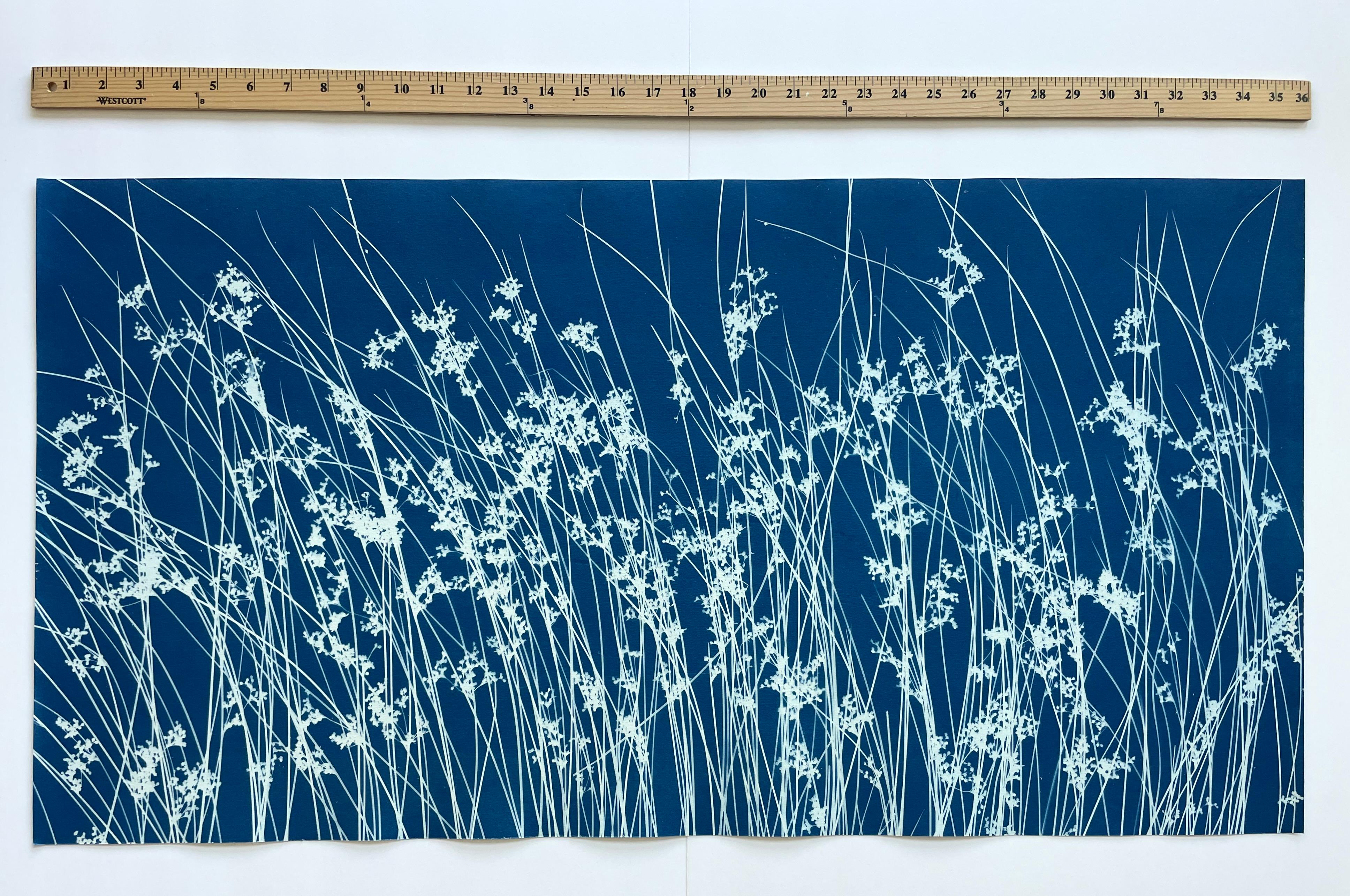Hierba silvestre de junio (cianotipia botánica impresa a mano, 18 x 36 pulgadas) en venta 10