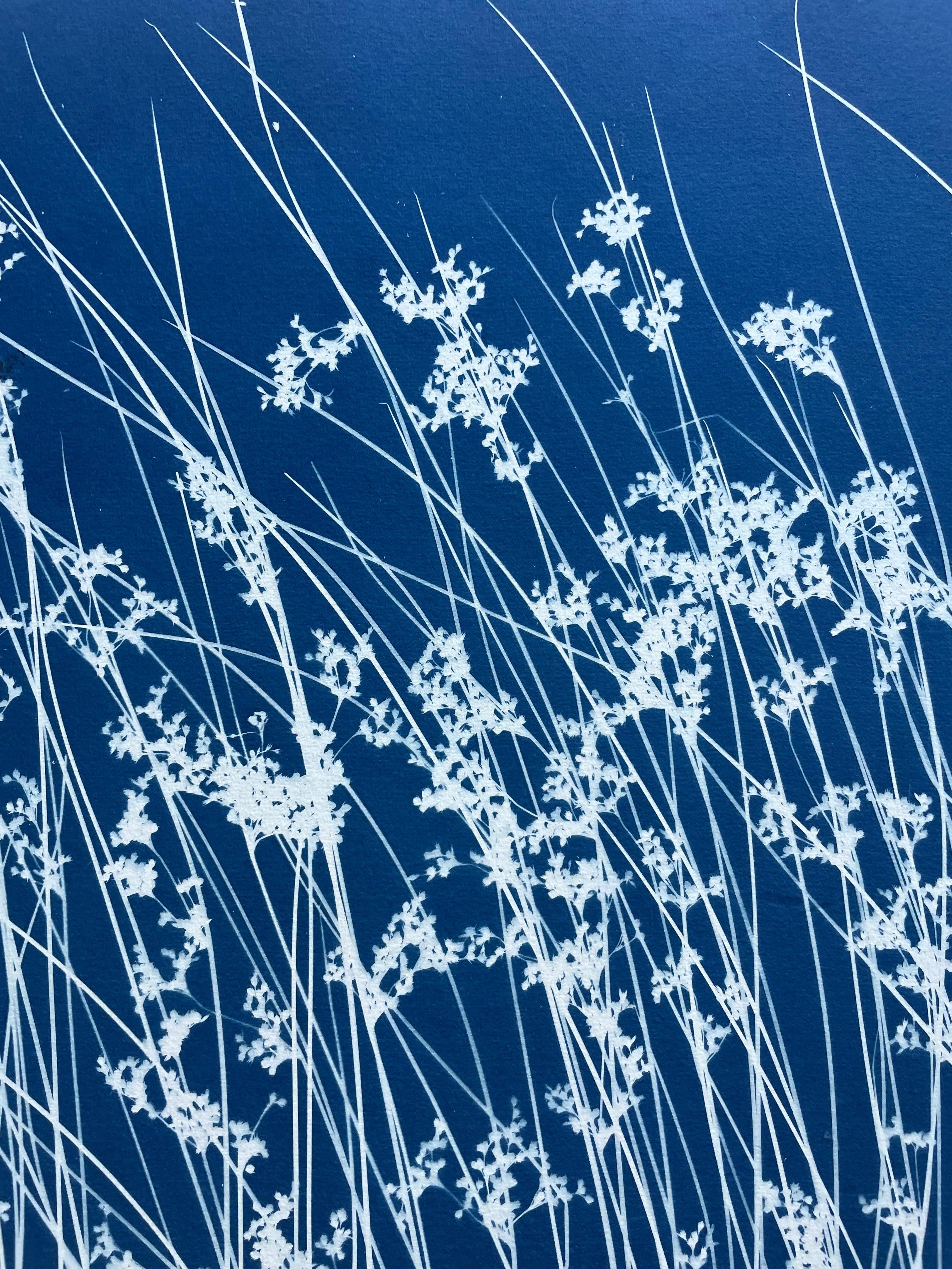 Hierba silvestre de junio (cianotipia botánica impresa a mano, 18 x 36 pulgadas) en venta 1