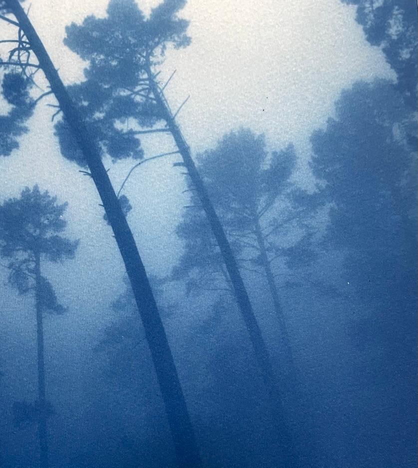 Leaning Pines (Handgedruckte Cyanotypie, 16 x 12 Zoll) – Print von Christine So