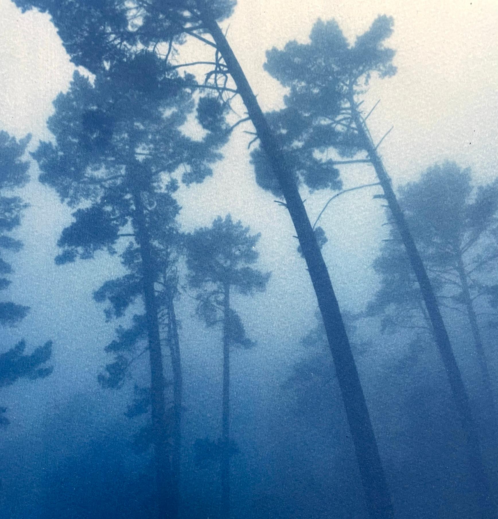 Leaning Pines (Hand-printed cyanotype, 24 x 18 inches) For Sale 1