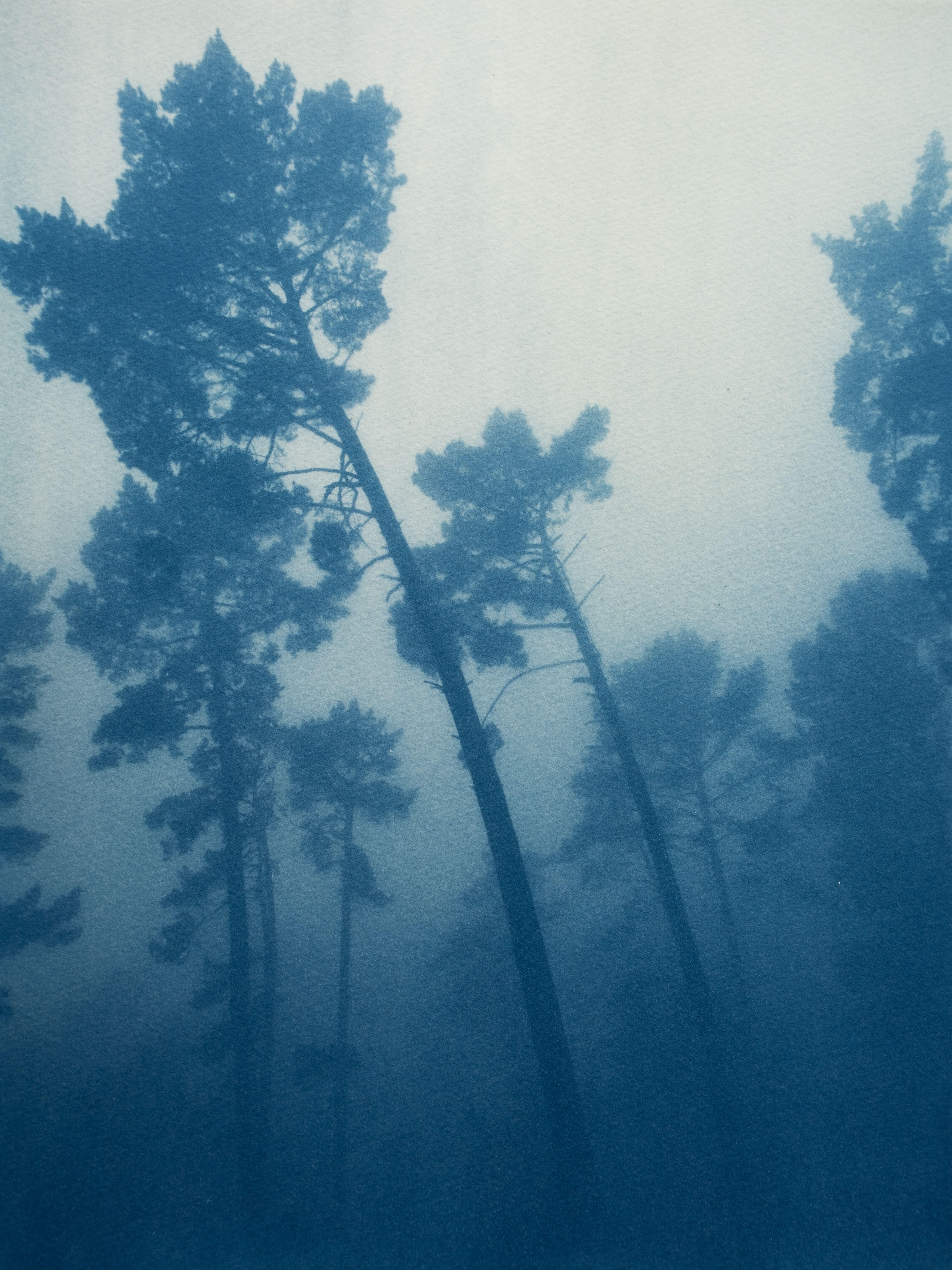 Christine So Landscape Print - Leaning Pines (Hand-printed cyanotype, 24 x 18 inches)