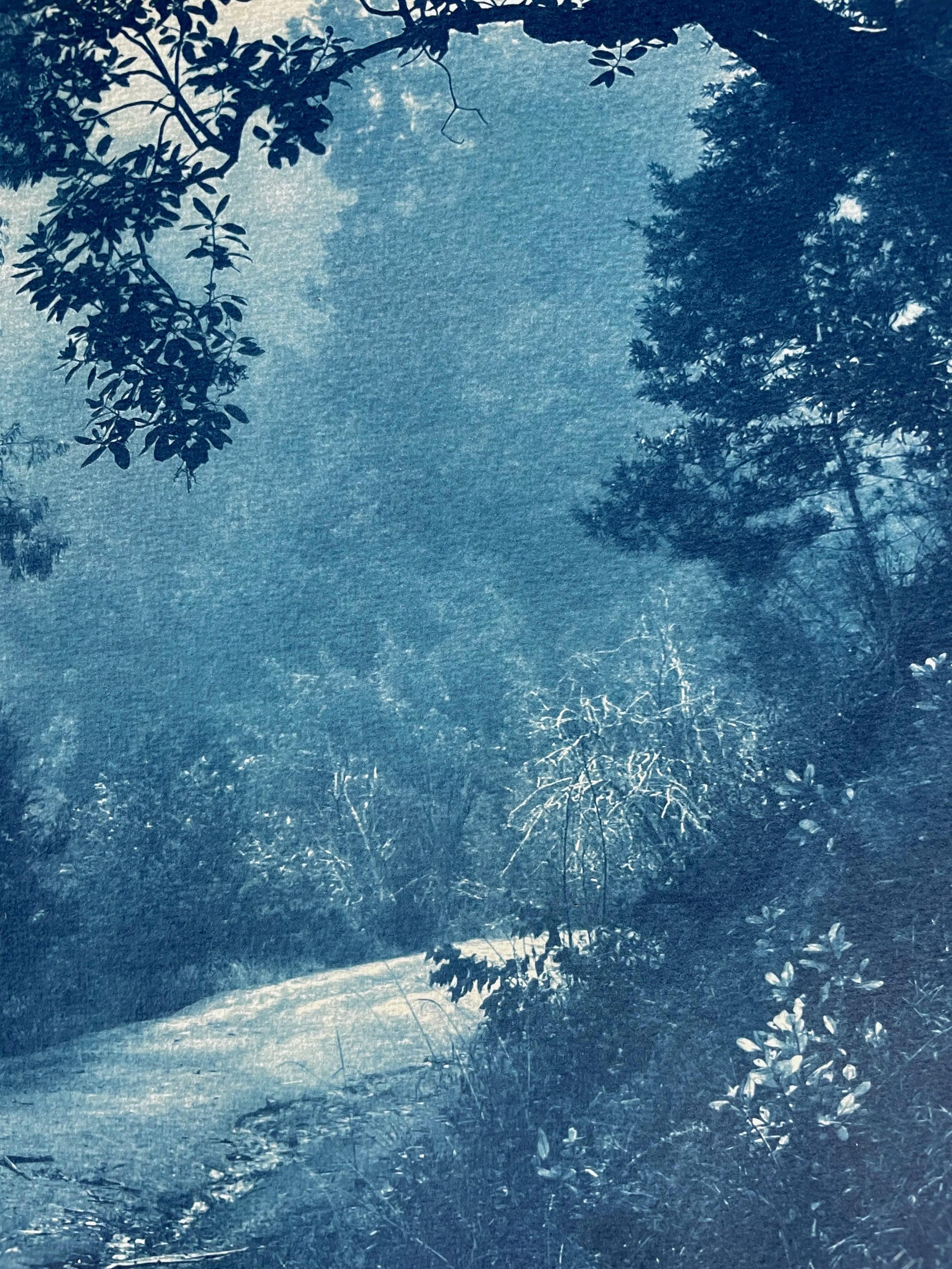Madrone Tree  (hand-printed cyanotype, 24 x 18 inches) - Print by Christine So