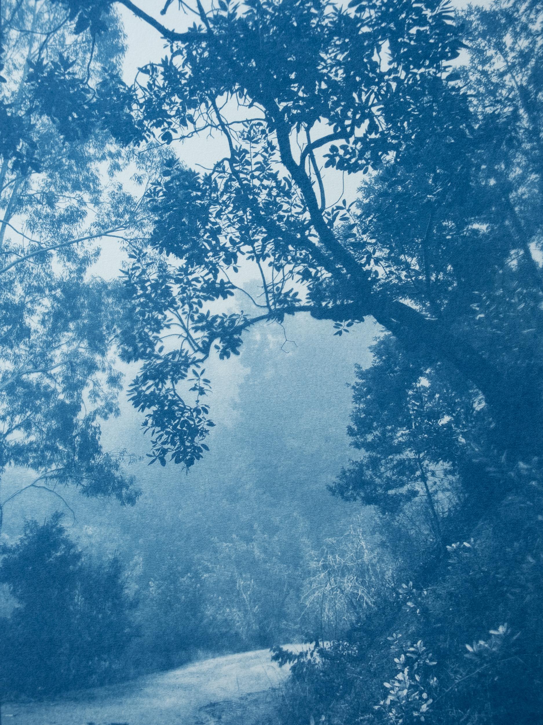 Madrone Tree  (hand-printed cyanotype, 24 x 18 inches)
