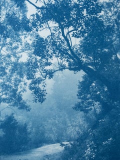 Arbre de Madrone  (cyanotype imprimé à la main, 24 x 18 pouces)