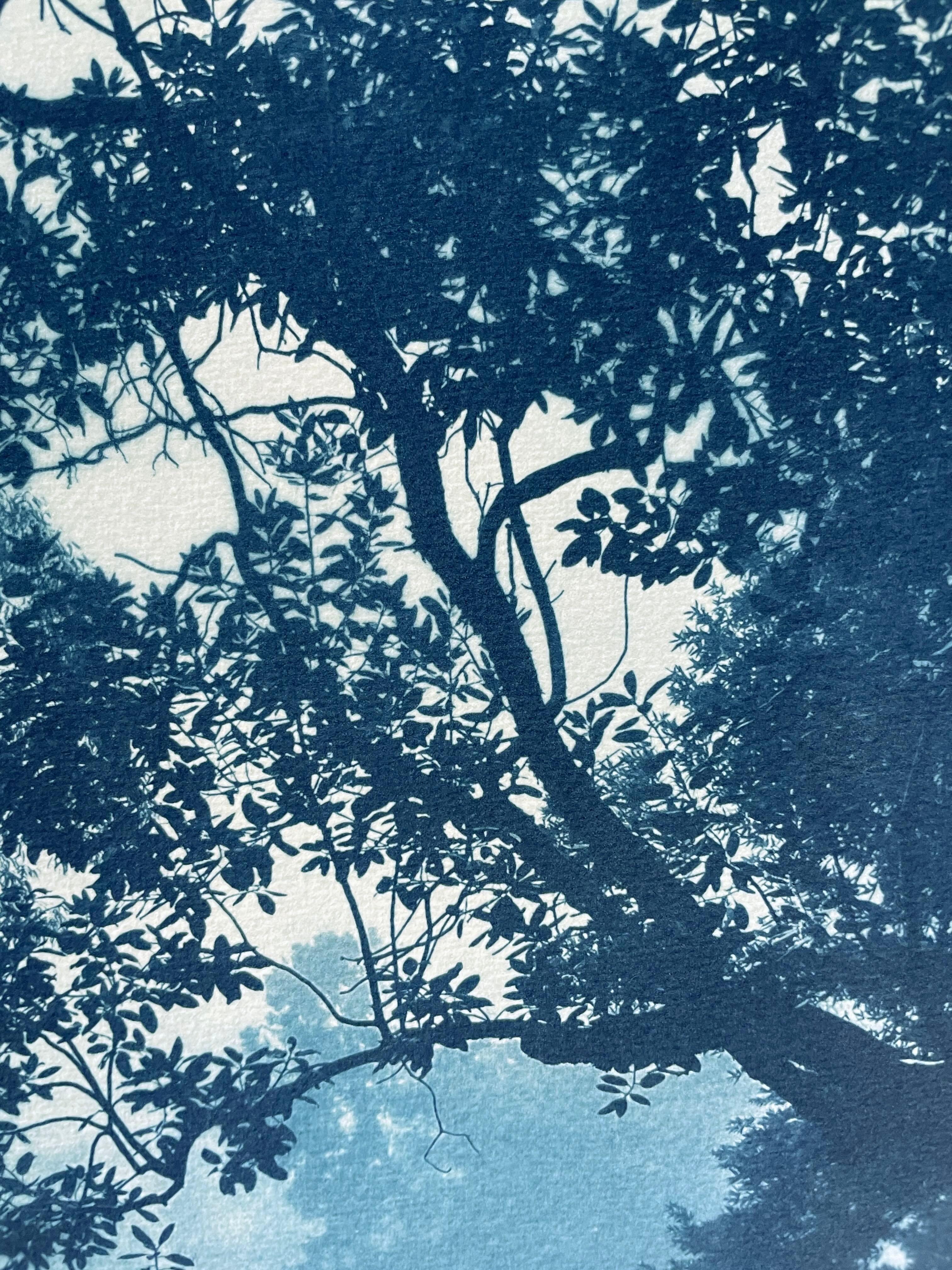 Árbol del Madroño, edición 4 de 10  (cianotipia impresa a mano, 24 x 18 pulgadas) - Print Naturalista de Christine So