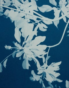 Díptico Magnolia Noche y Día (Dos cianotipos de 8,5 x 11" impresos a mano)