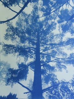 Majestic Pine (cianotipia stampata a mano 16x12 pollici)