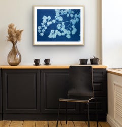 Midnight Japanese Maple ( 32 x 22 inch hand-printed botanical cyanotype)