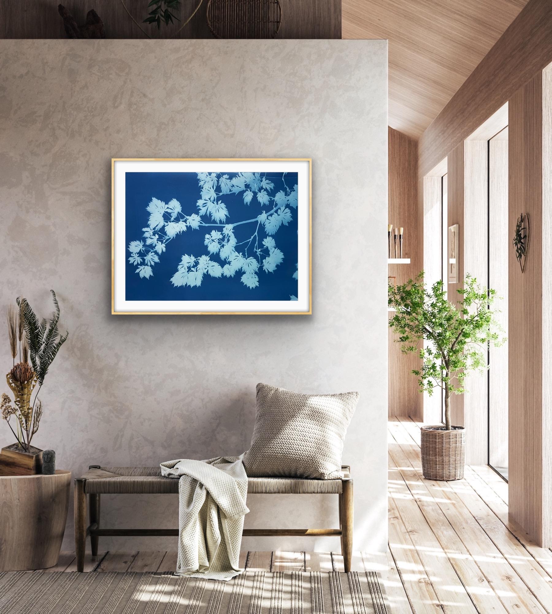 Acero giapponese di mezzanotte (32 x 22 pollici stampato a mano in cianotipia botanica) - Photograph Contemporaneo di Christine So