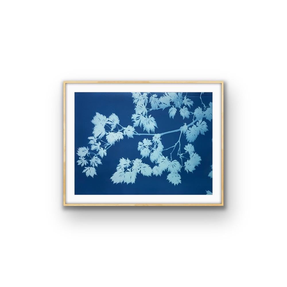 Acero giapponese di mezzanotte (32 x 22 pollici stampato a mano in cianotipia botanica) - Still-Life Photograph Blu di Christine So