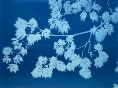 Midnight Japanese Maple ( 32 x 22 inch hand-printed botanical cyanotype)