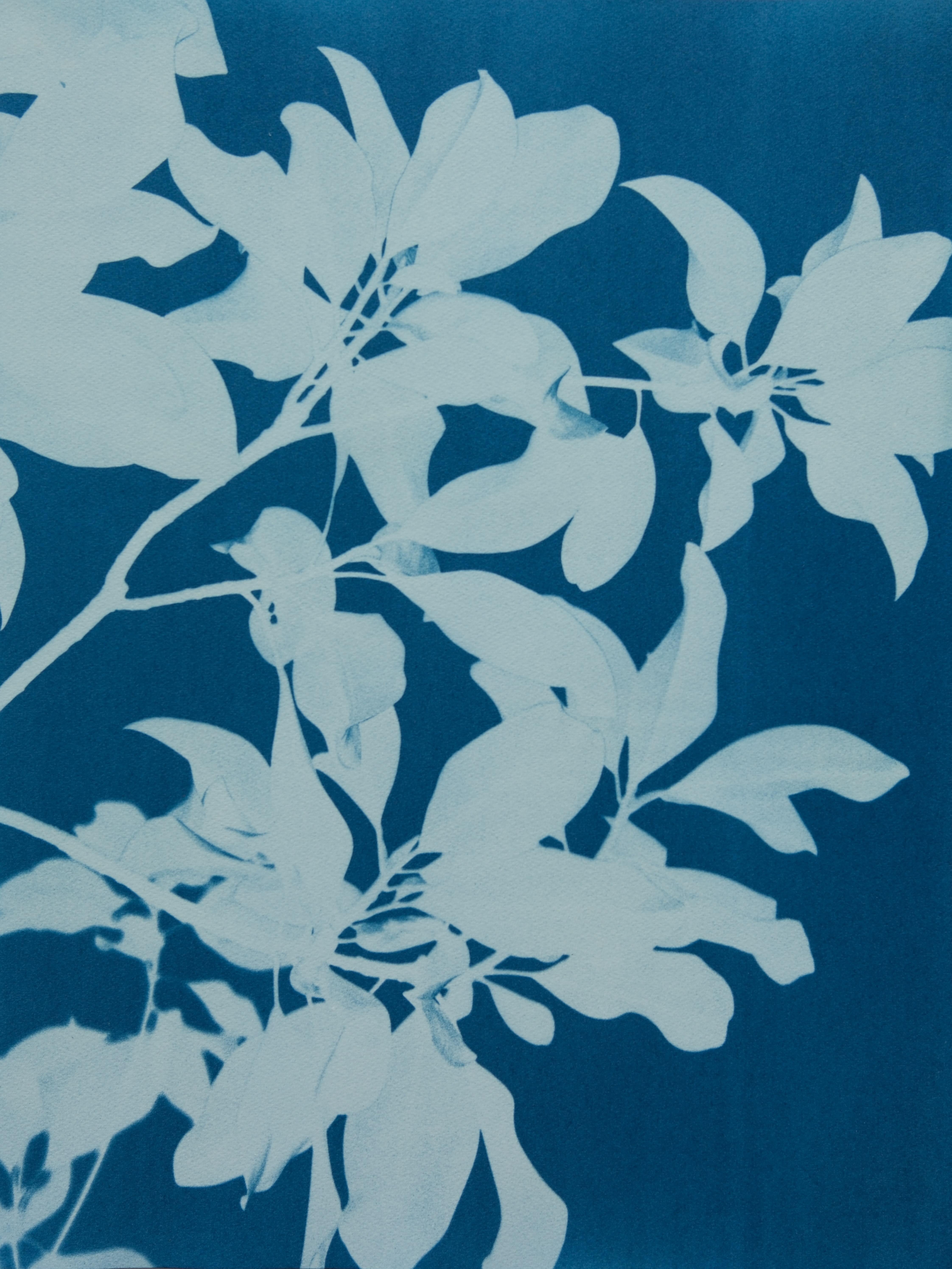 Midnight Magnolia Diptych  (Two 24 x 18 inch cyanotypes) - Photograph by Christine So