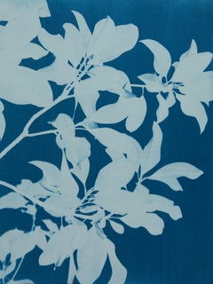 Midnight Magnolia Diptych  (Two 24 x 18 inch cyanotypes)