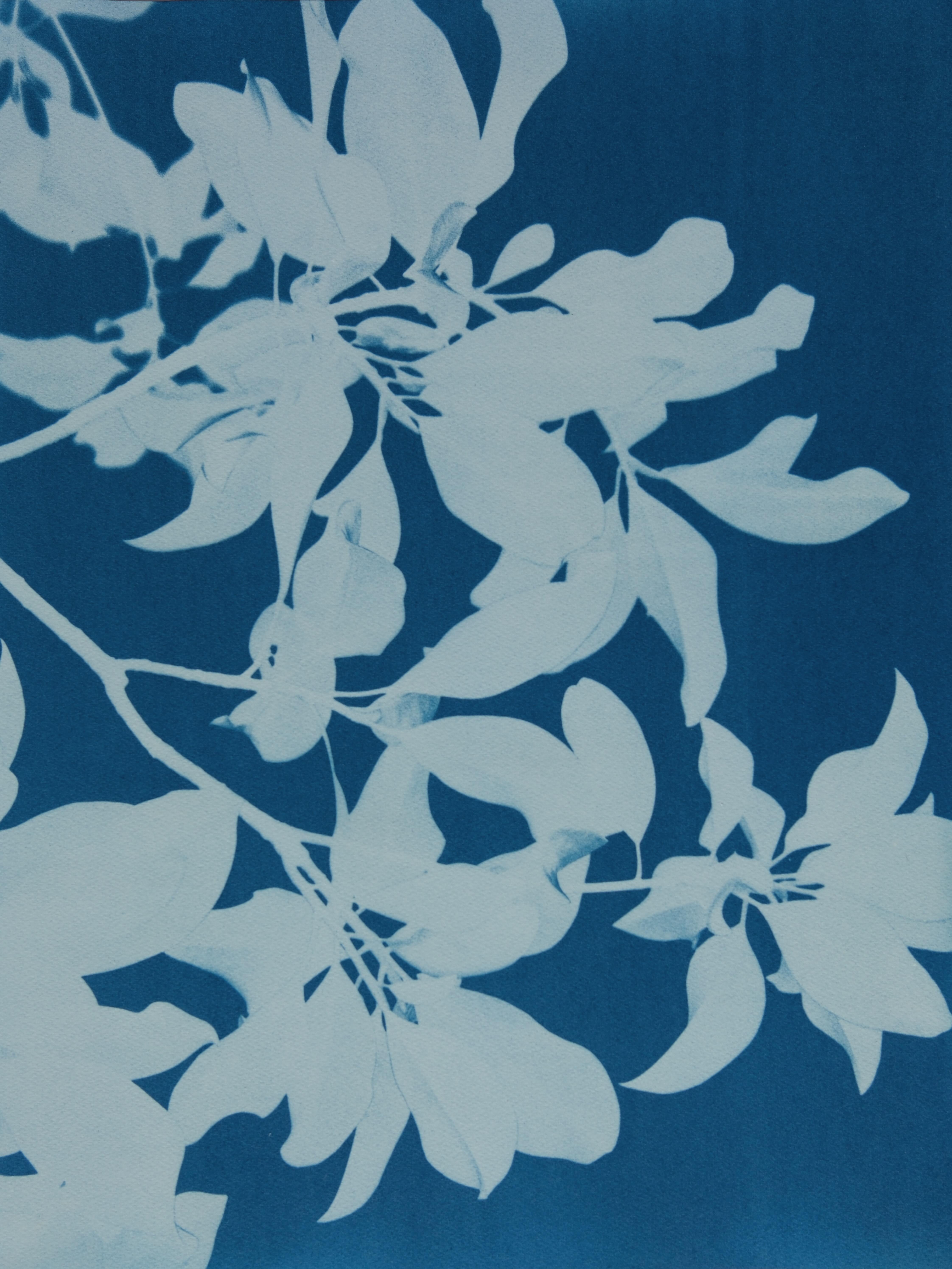 Midnight Magnolia Diptych  (Two 24 x 18 inch cyanotypes) - Contemporary Photograph by Christine So
