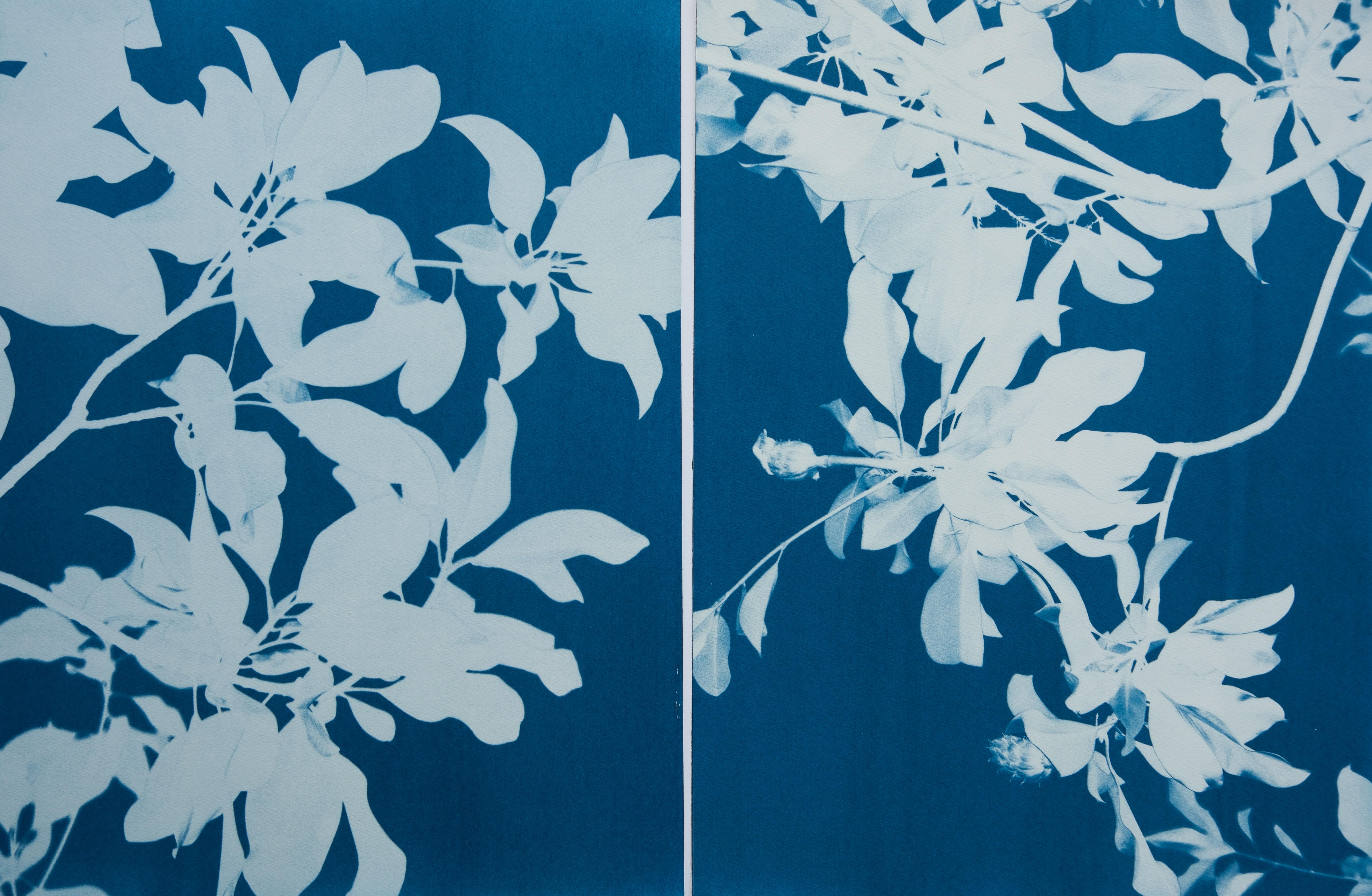 Christine So Still-Life Photograph - Midnight Magnolia Diptych  (Two 24 x 18 inch cyanotypes)