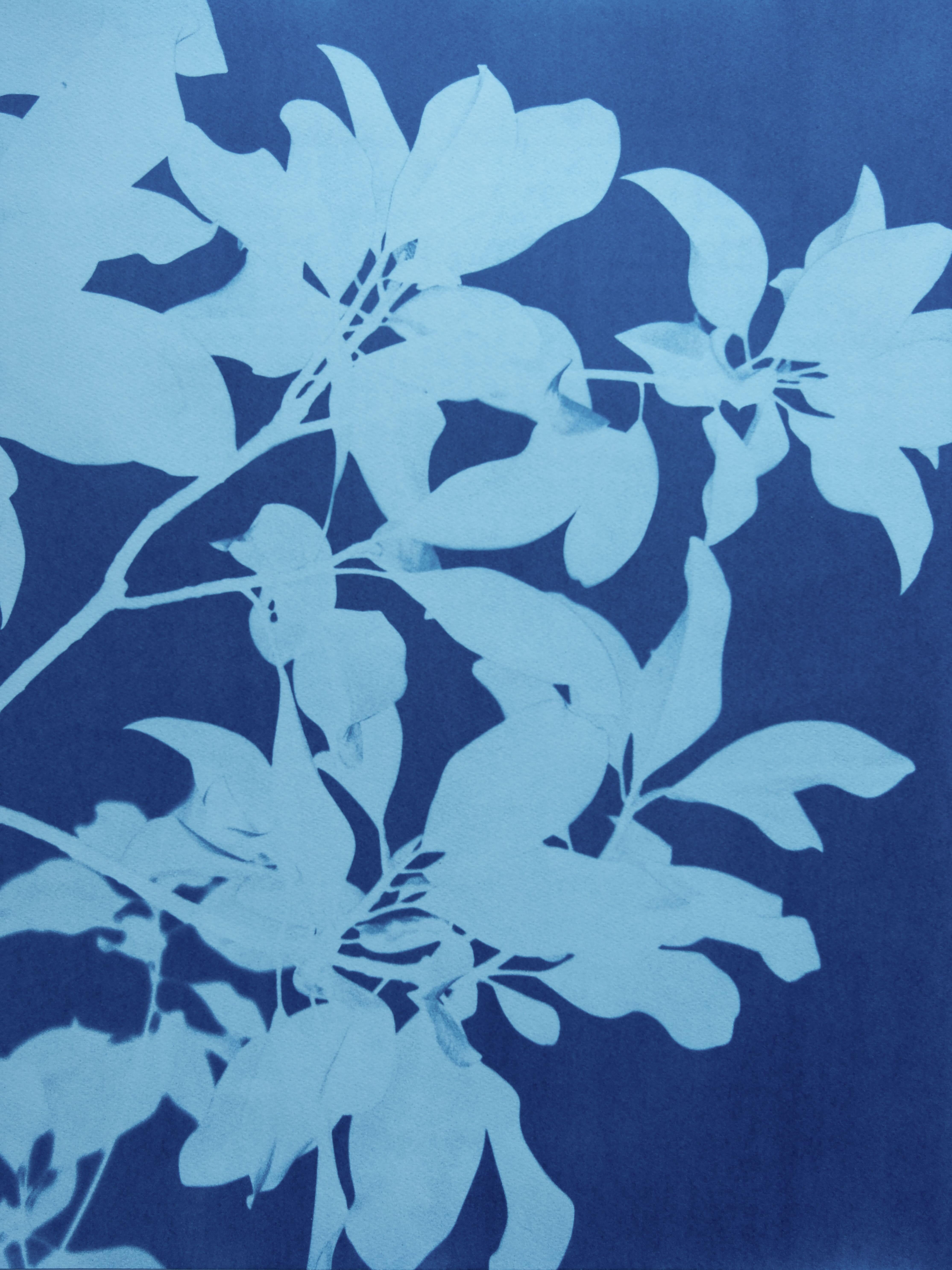 Triptyque de magnolias de minuit  (Trois cyanotypes de 24 x 18 pouces) - Photograph de Christine So
