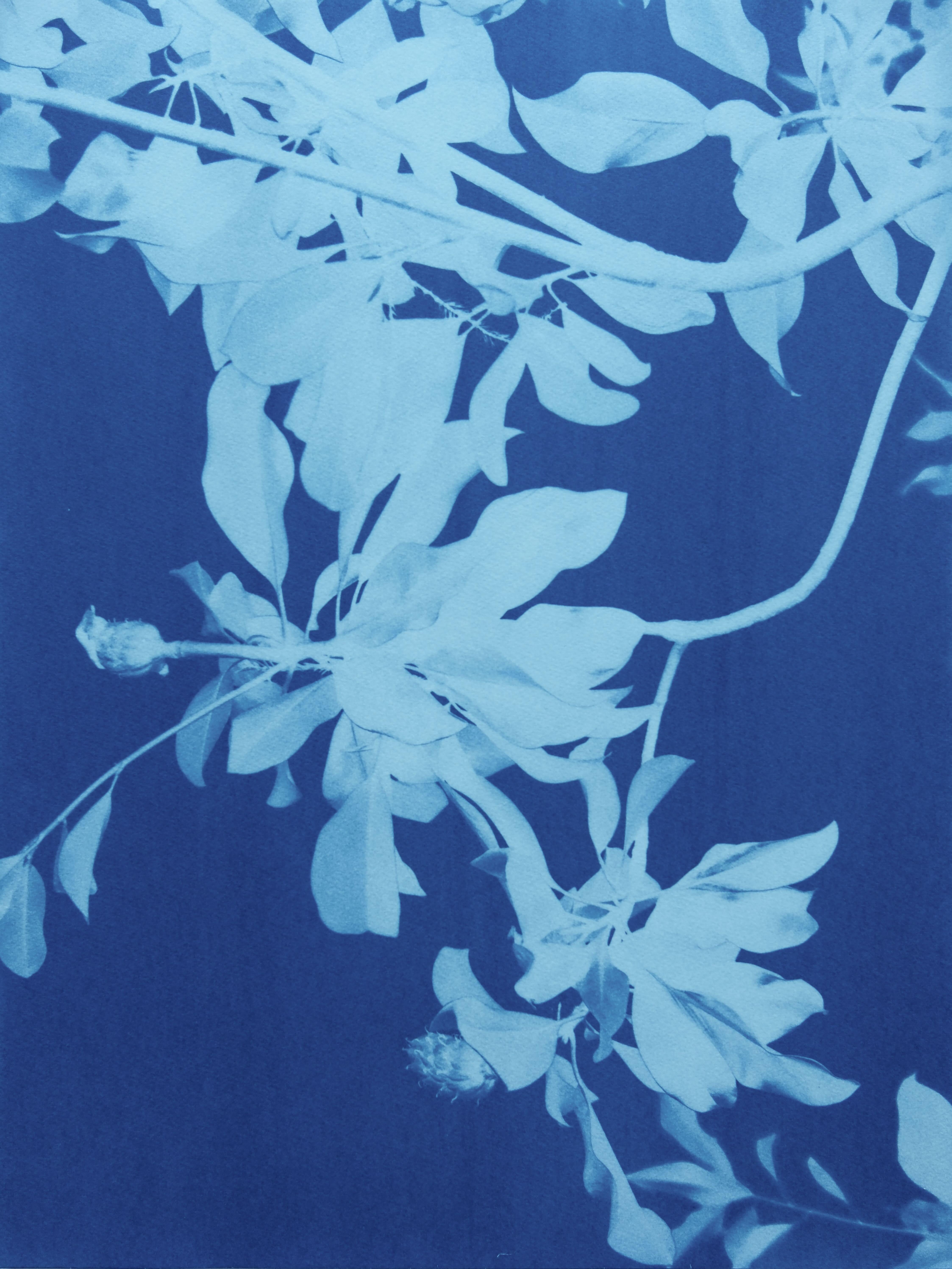 Triptyque de magnolias de minuit  (Trois cyanotypes de 24 x 18 pouces) - Contemporain Photograph par Christine So