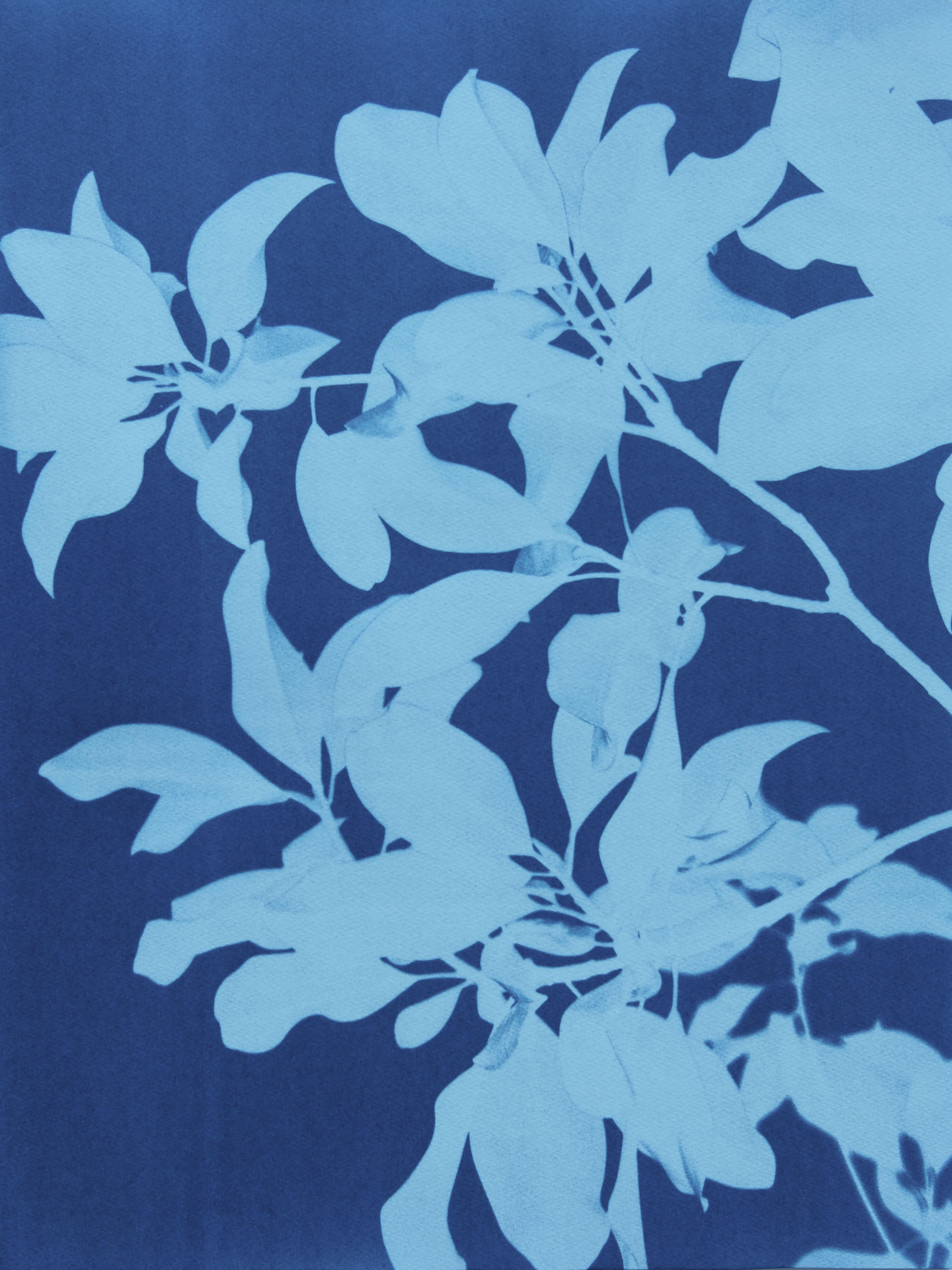 Triptyque de magnolias de minuit  (Trois cyanotypes de 24 x 18 pouces) - Bleu Still-Life Photograph par Christine So