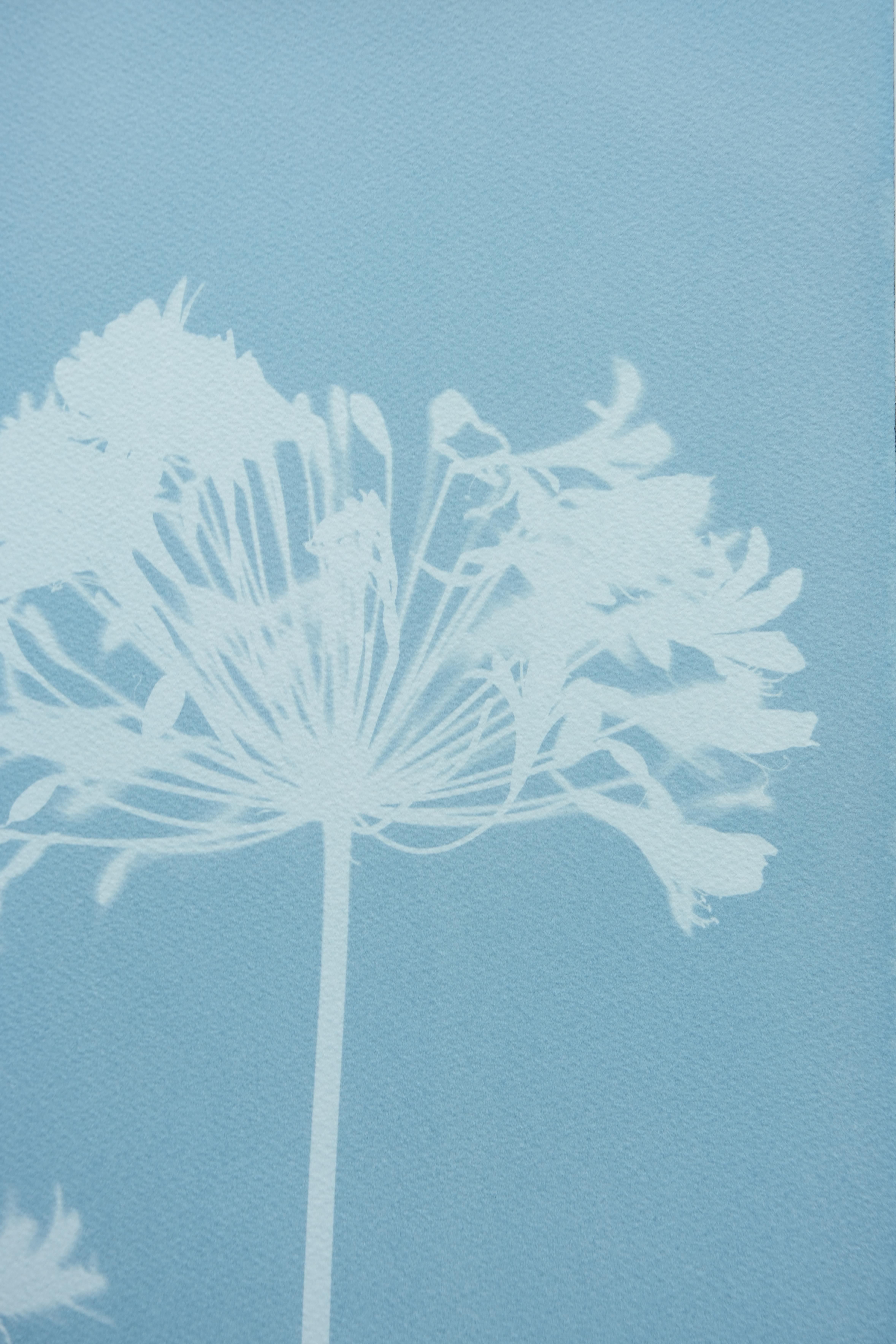 Misty Agapanthus 2 ( 24 x 18 inch hand-printed cyanotype) - Print by Christine So