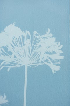 Agapanto brumoso 2 ( cianotipia impresa a mano de 24 x 18 pulgadas)