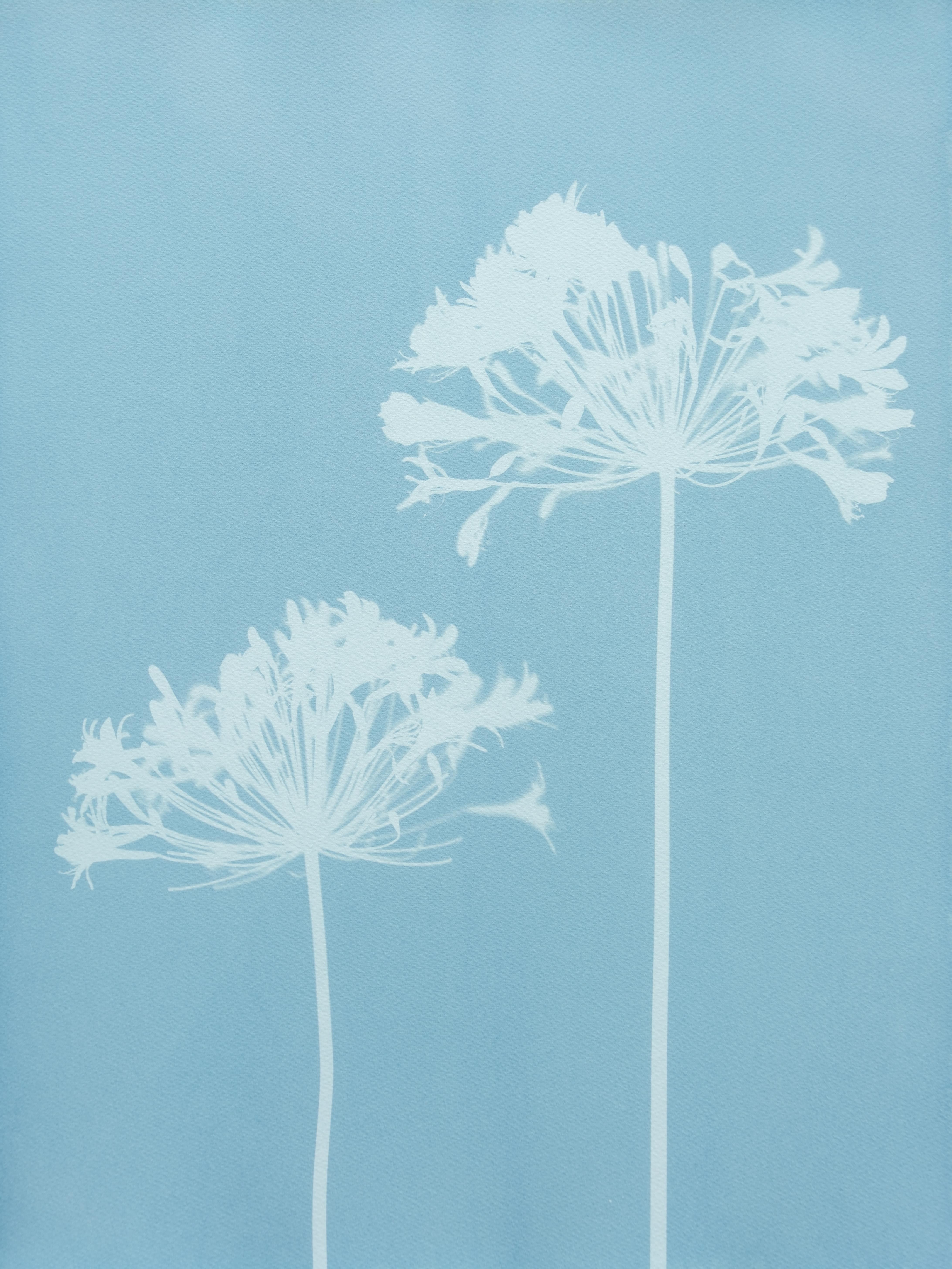 Christine So Still-Life Print - Misty Agapanthus 2 ( 24 x 18 inch hand-printed cyanotype)