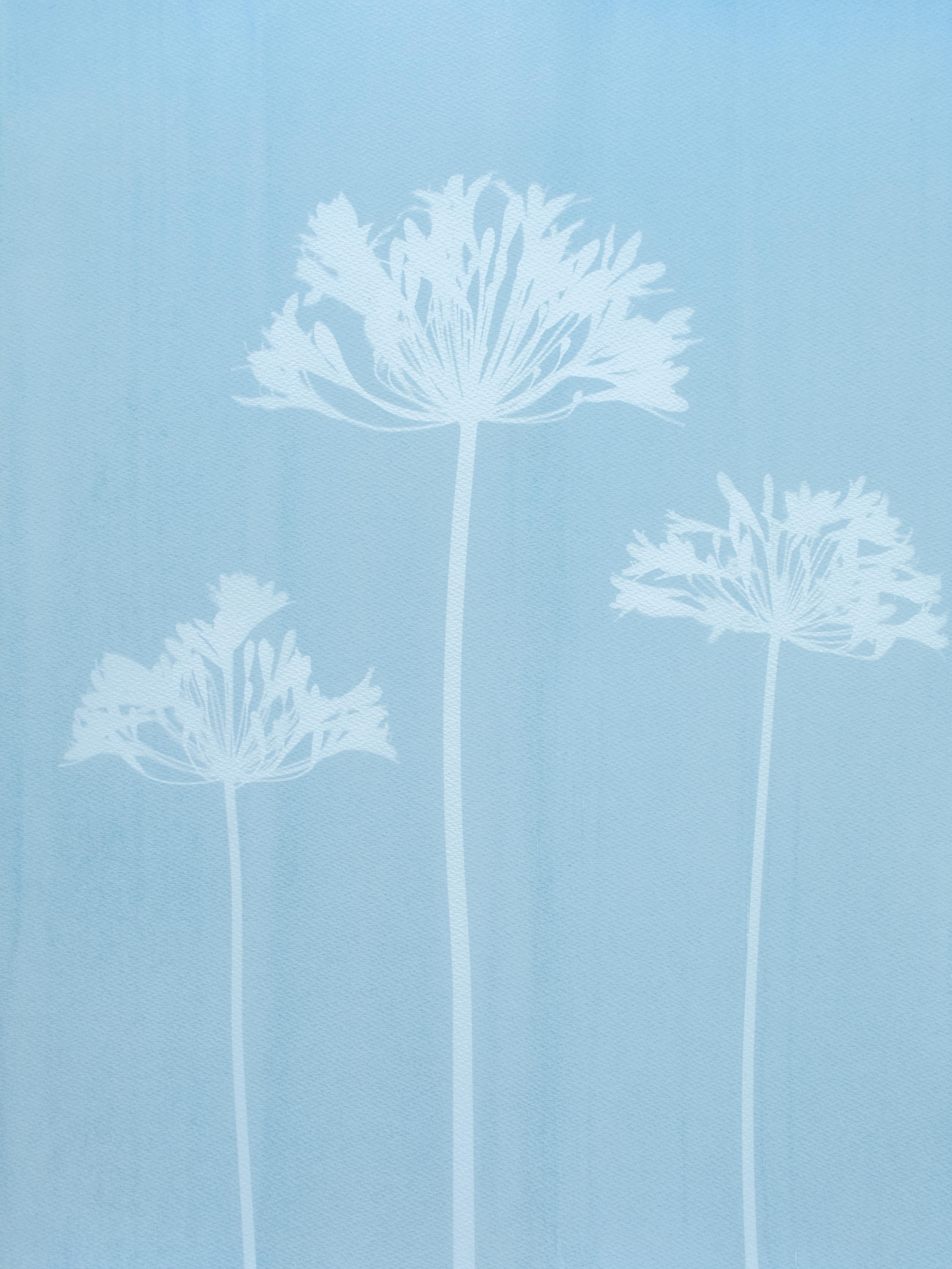 Agapanthe brumeuse (cyanotype imprimé à la main, 24 x 18 pouces)