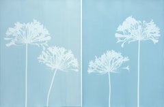 Misty Agapanthus Diptych ( Two 24 x 18" cyanotypes)
