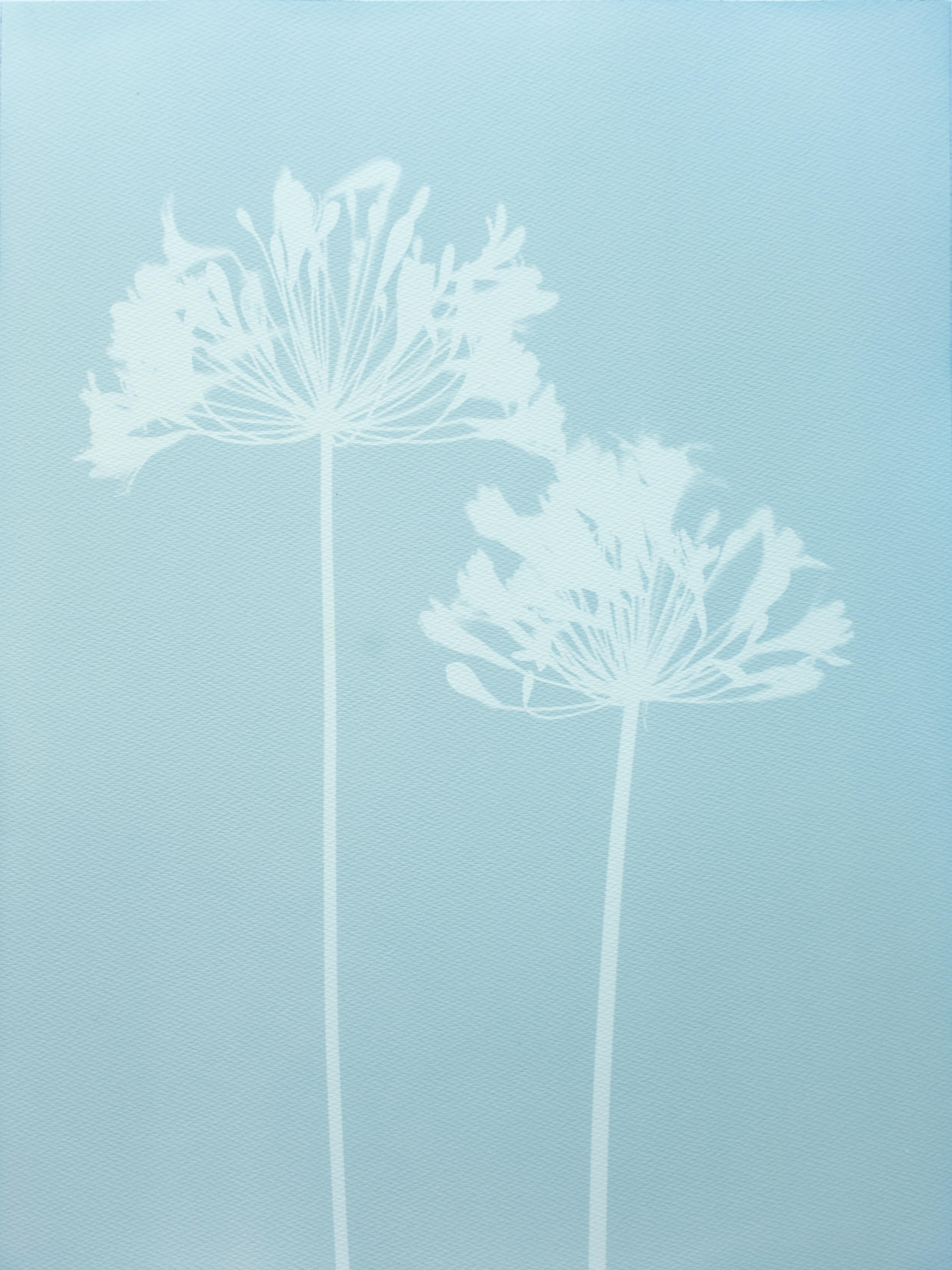 Still-Life Photograph Christine So - Misty Agapanthus IV (cyanotype imprimé à la main, 24 x 18 pouces)