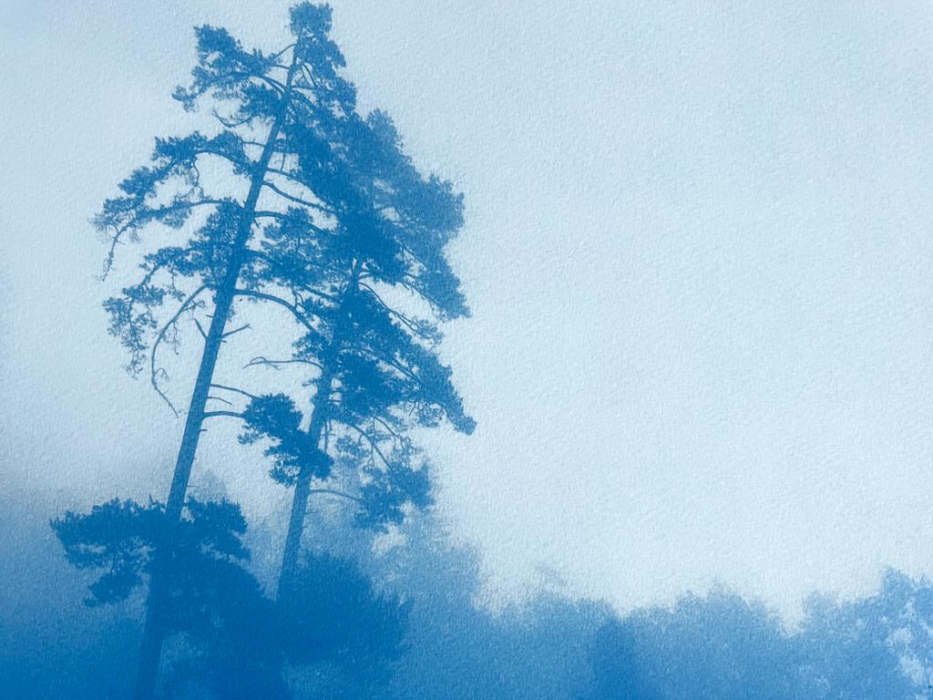 Misty Slope, Auflage 1 von 10 (handgedruckte Cyanotypie, 18 x 24 Zoll) – Photograph von Christine So