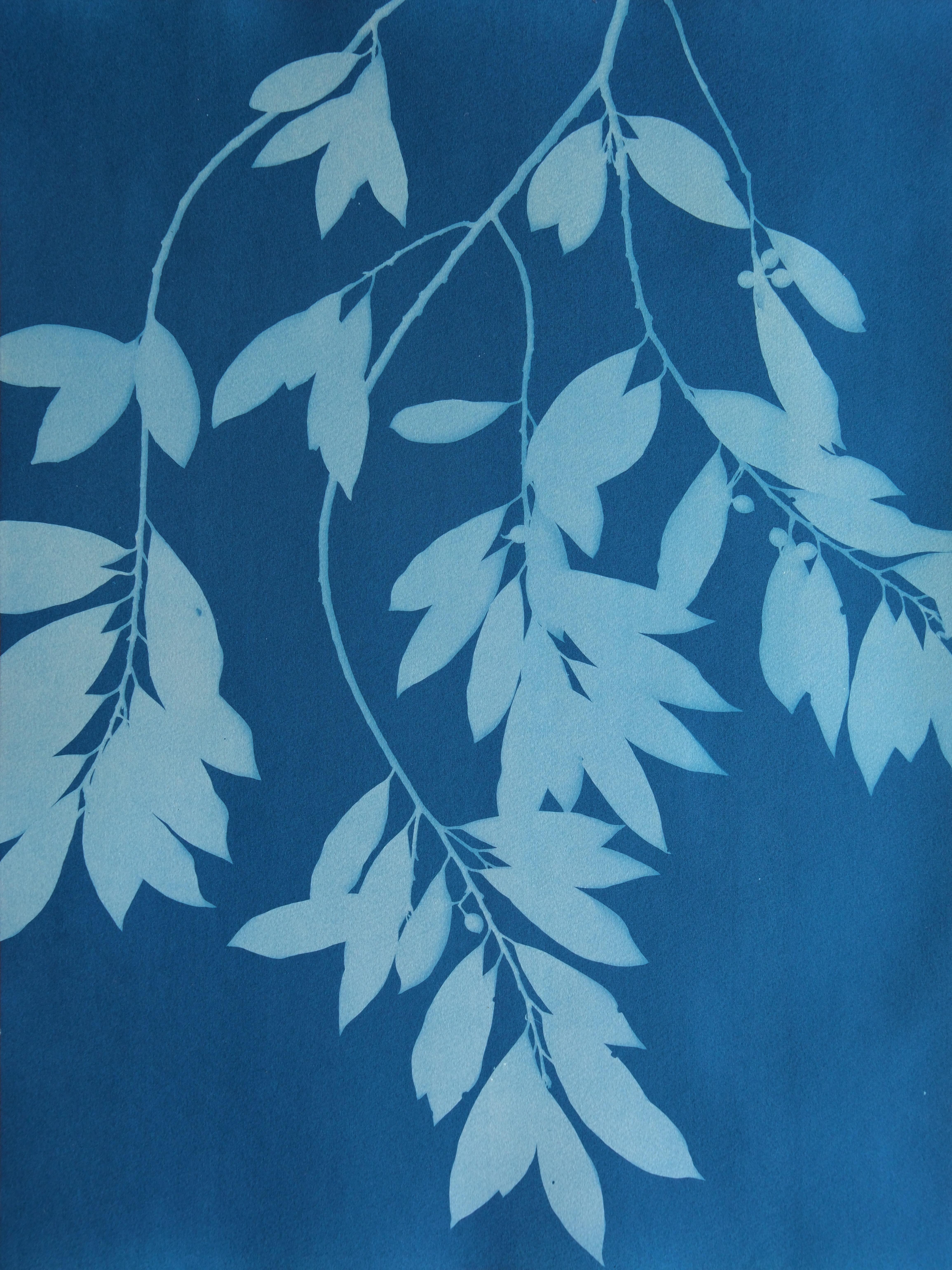 Christine So Still-Life Print - Moonlight Laurel III ( 24 x 18 inch hand-printed cyanotype)