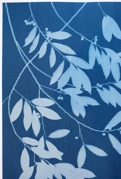 Moonlight Laurel III (cyanotype imprimé à la main, 24 x 18 pouces)
