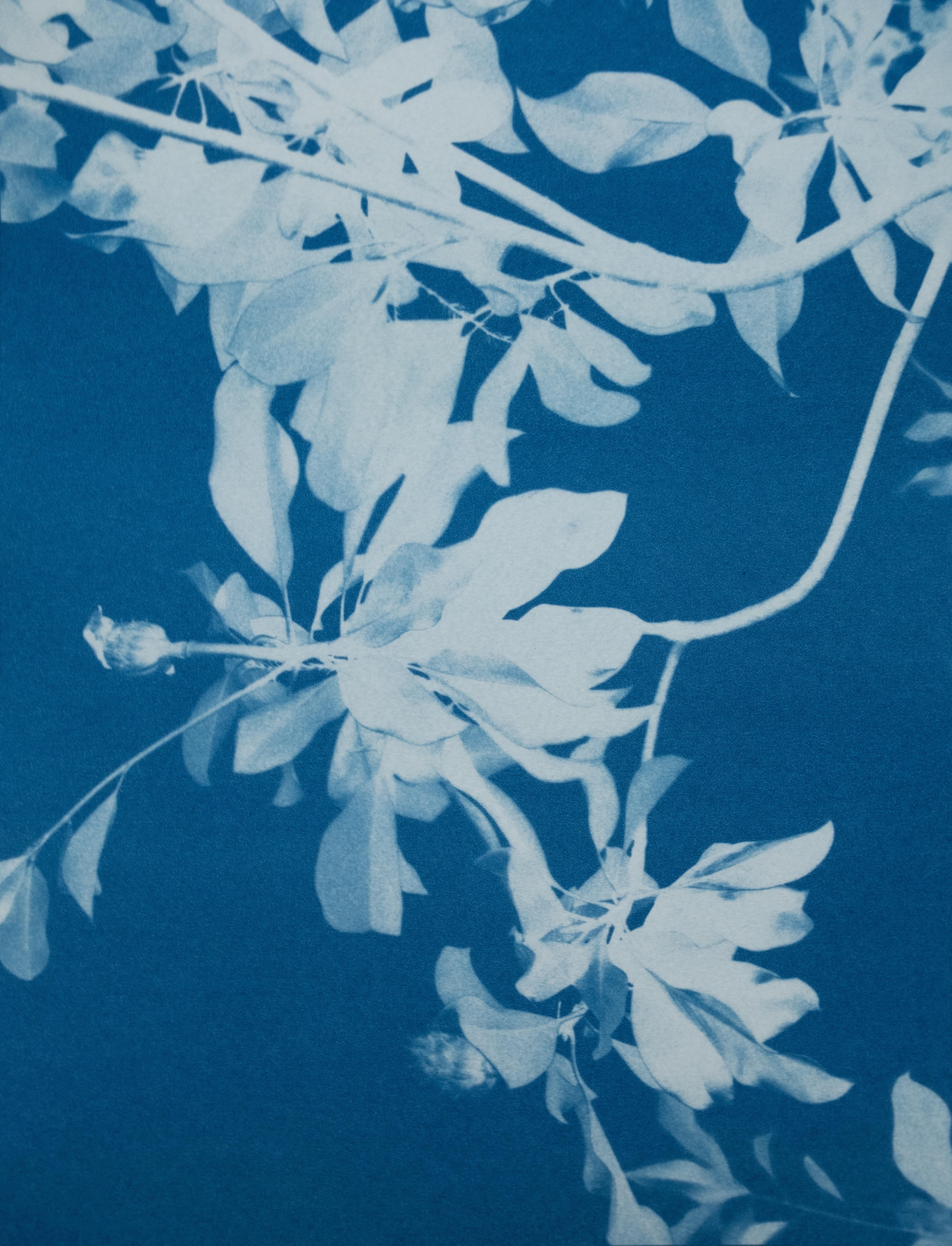 Christine So Still-Life Print - Moonlight Magnolia  (24 x 18 inch hand-printed cyanotype)