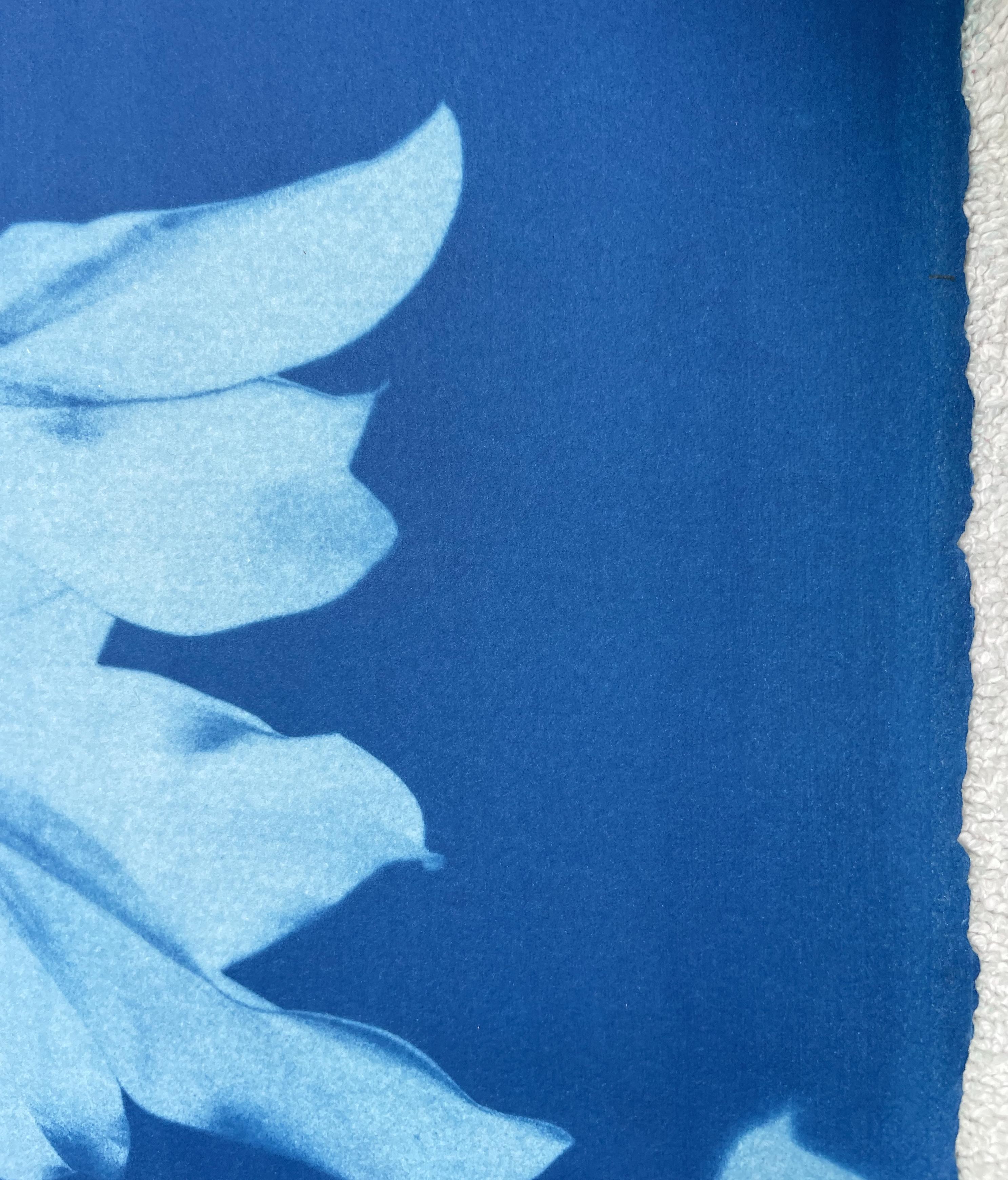 Moonlight Magnolia  (30 x 22.5 inch hand-printed cyanotype) - Contemporary Photograph by Christine So