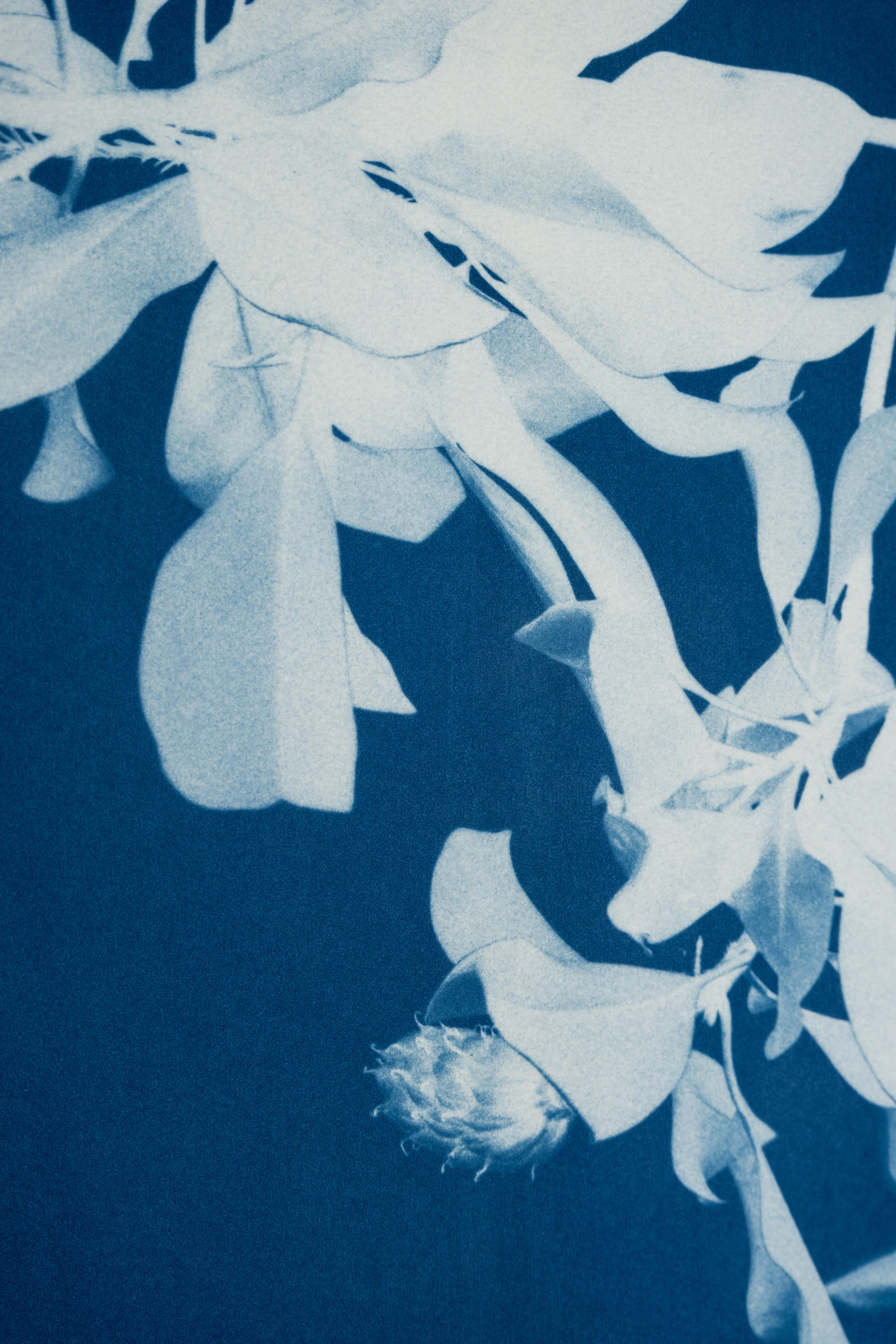 Magnolia al chiaro di luna  (Cianotipia stampata a mano 8,5 x 11