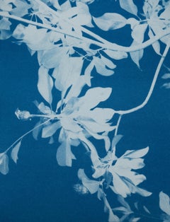 Moonlight Magnolia  (8.5 x 11" hand-printed cyanotype)