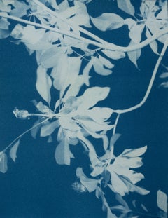 Díptico Magnolia a la luz de la luna (Dos cianotipos de 8,5 x 11" impresos a mano)