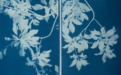 Diptyque Magnolia Moonlight (Deux cyanotypes imprimés à la main de 8,5 x 11 pouces)