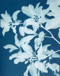 Moonlight Magnolien III  24 x 18 Zoll handbedruckte Cyanotypie)