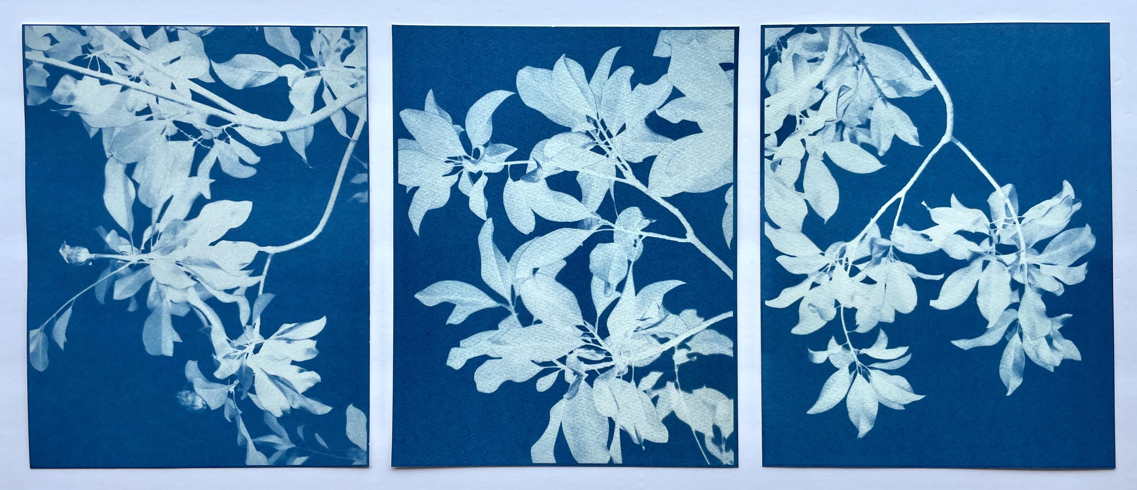 Trittico di Magnolia al chiaro di luna (set di tre cianotipi stampati a mano da 8,5 x 11 pollici) - Photograph di Christine So